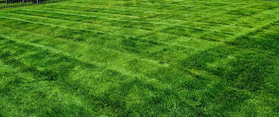 Deep green home lawn with mowing lines near Chesterfield, MI.