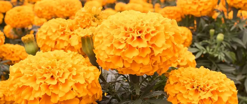 Vivid gold marigold flowers in bloom near Chesterfield, MI.