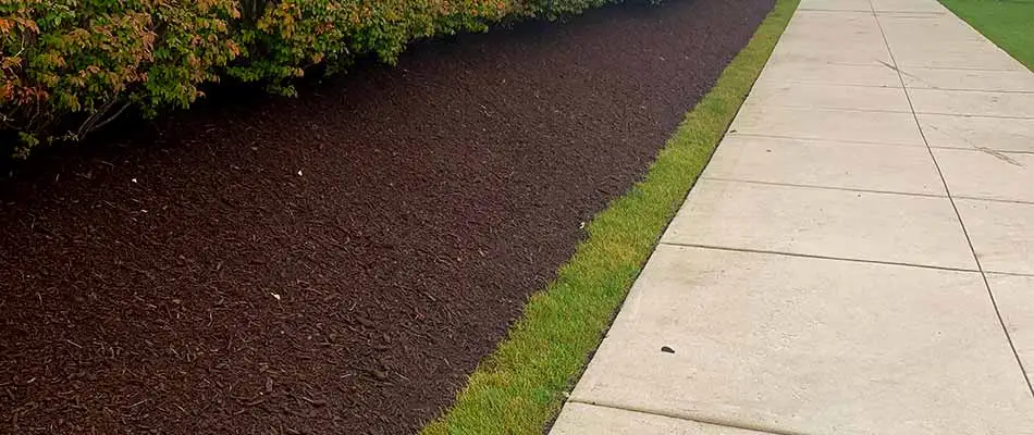 Mulch installation under shrubs at a commercial property in Chesterfield, MI.