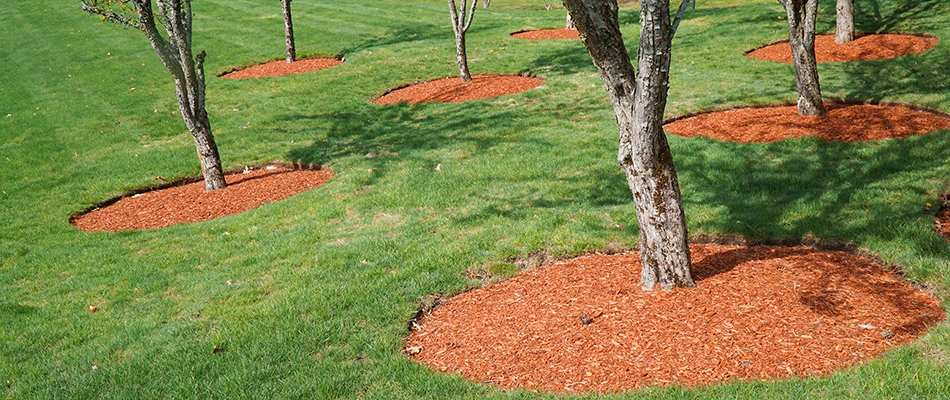 Round beds of mulch around trees on a commercial lawn near Shelby, MI.