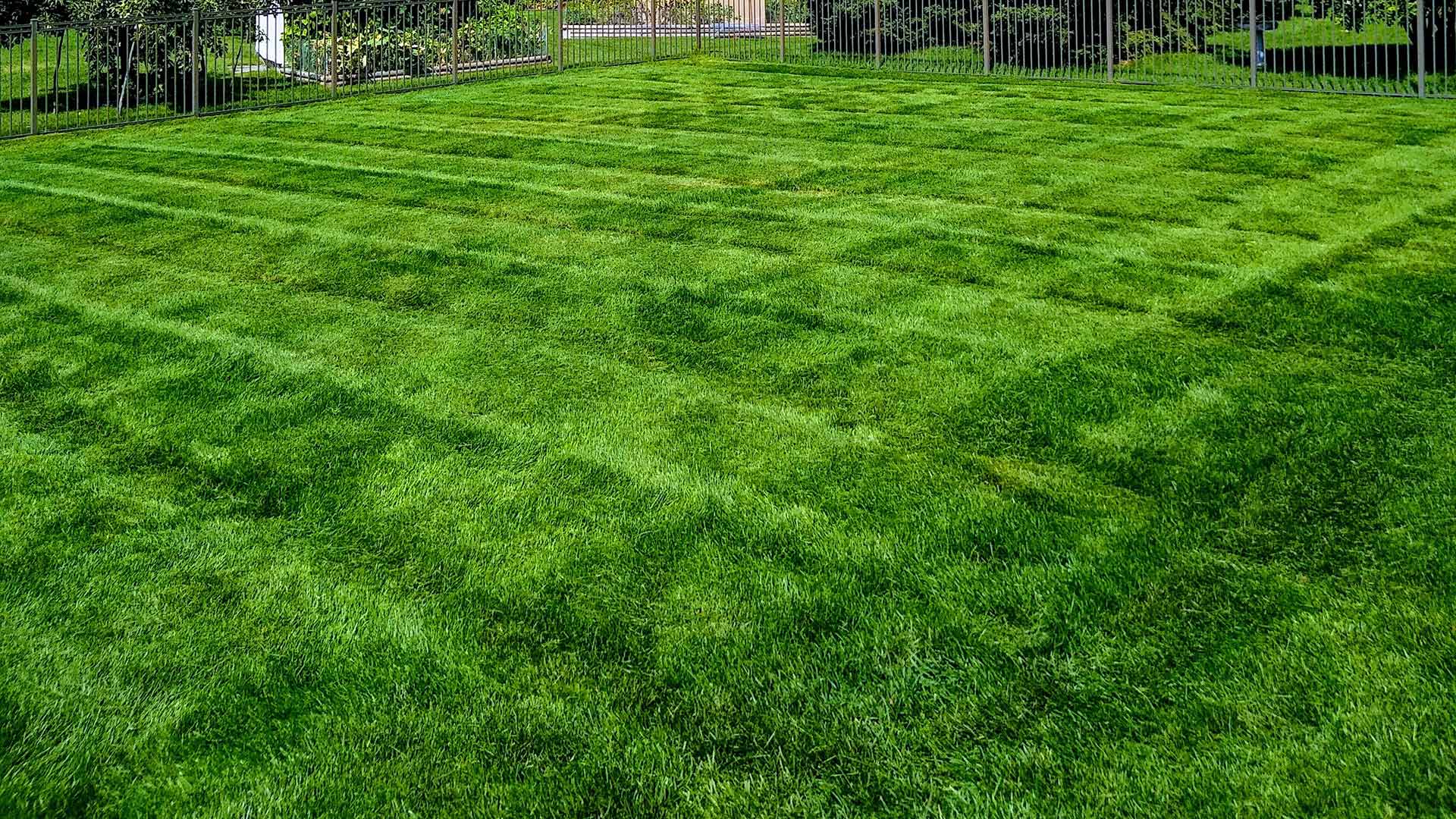 Bright green, healthy home lawn recently mowed in Macomb, MI.