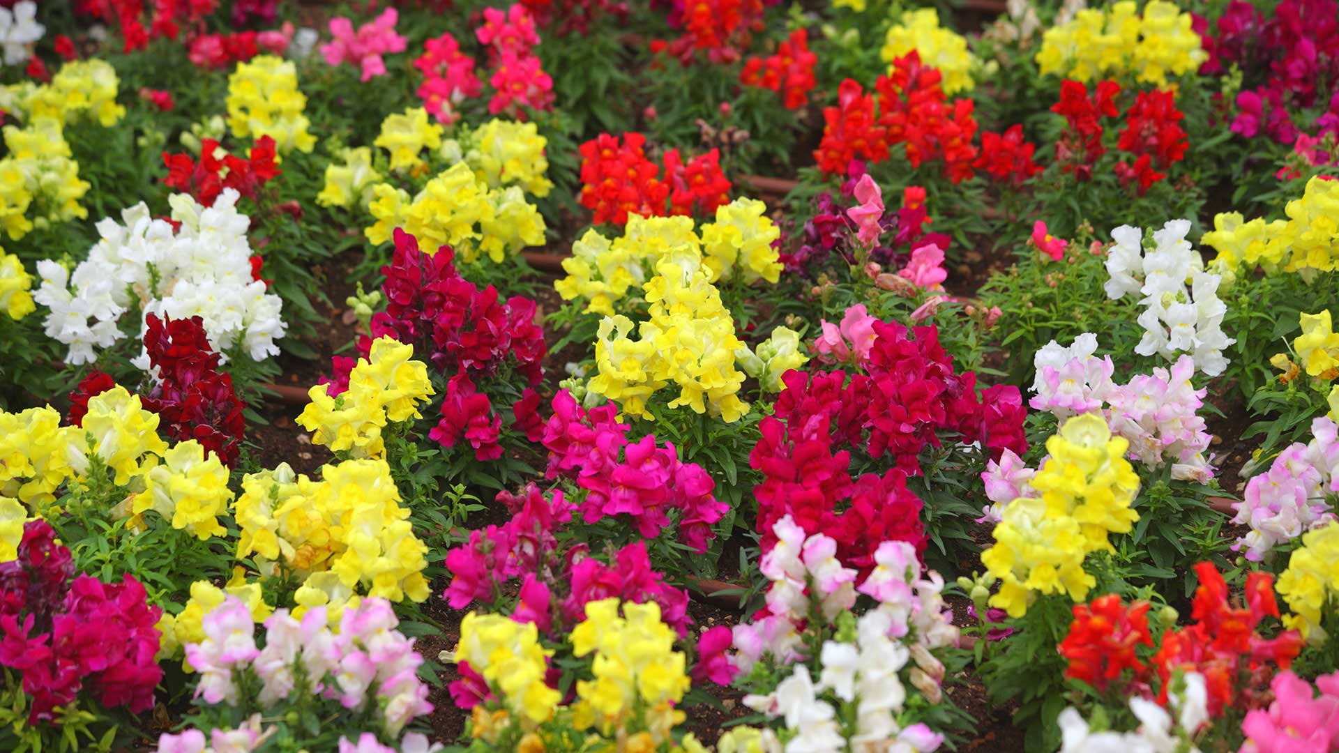 Brightly colored snapdragon flowers in bloom near Chesterfield, MI.