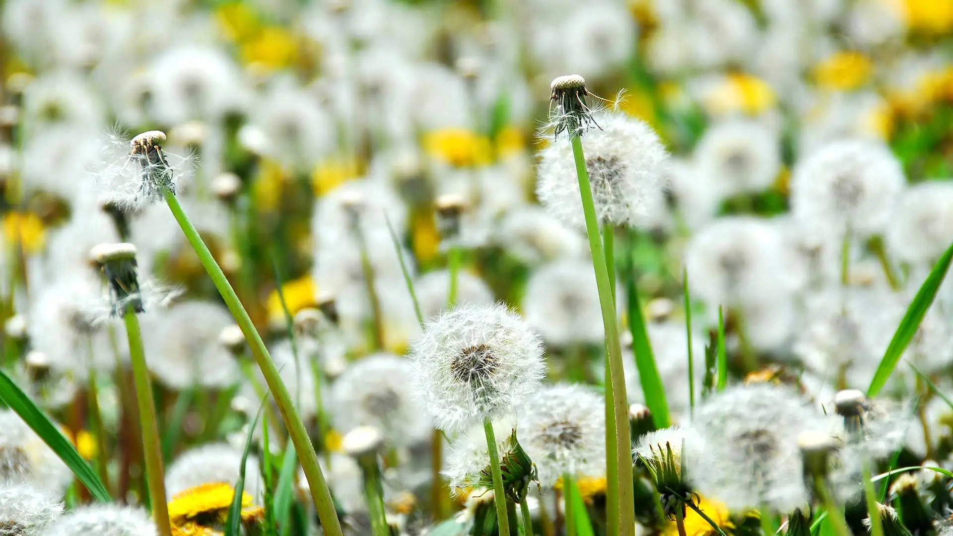 Close up photo of dandelions growing on a Macomb, MI property.