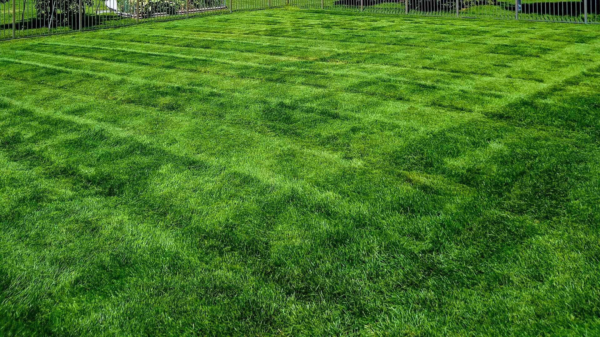 A healthy, bright green home lawn in Macomb, MI.