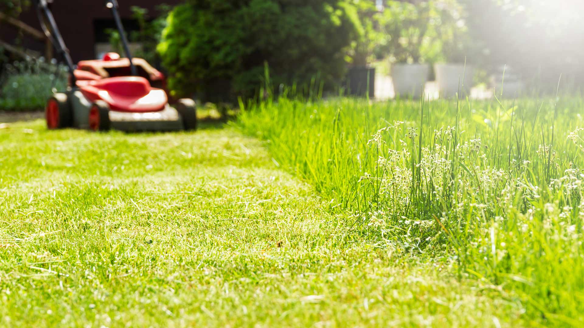 Lawn mowing performed on a Sterling Heights, MI lawn.