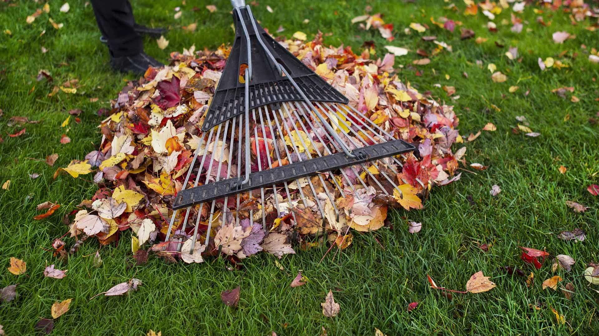 picture of leaves being raked in Macomb County, Michigan during fall cleanup