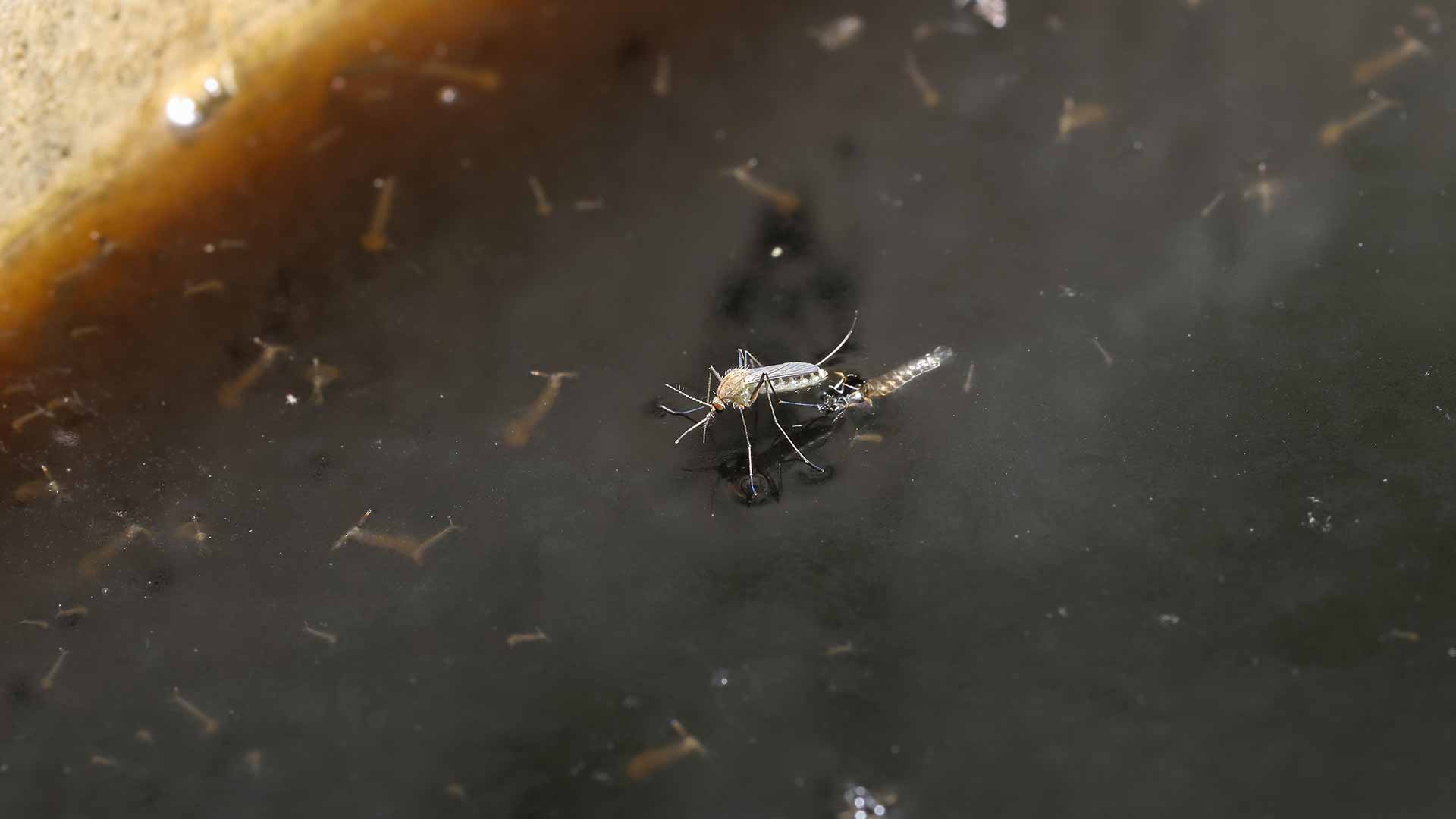 A mosquito in stagnant water near Macomb, MI.