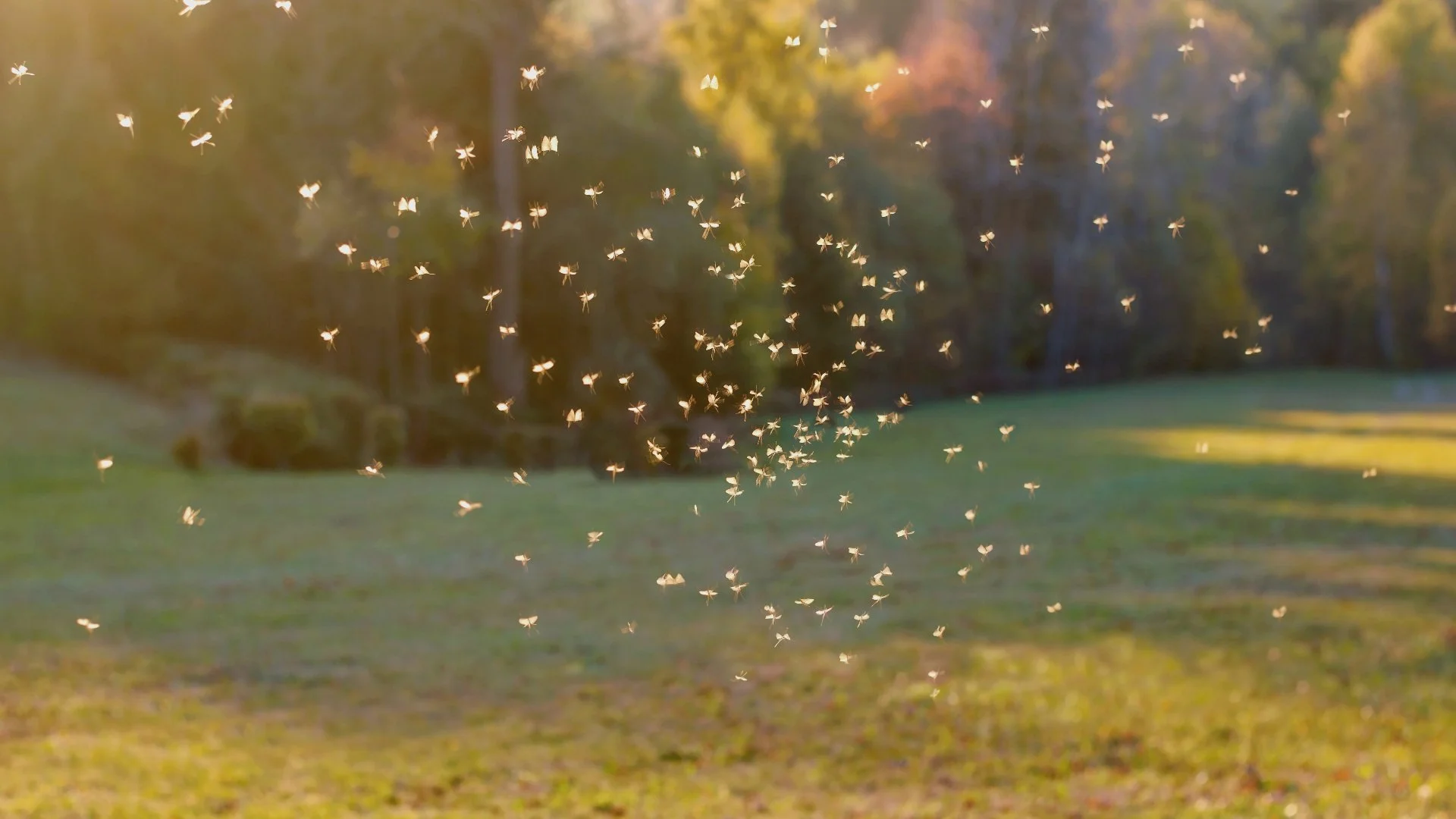 Ways to Protect Yourself From Mosquito Bites on Your Own Property