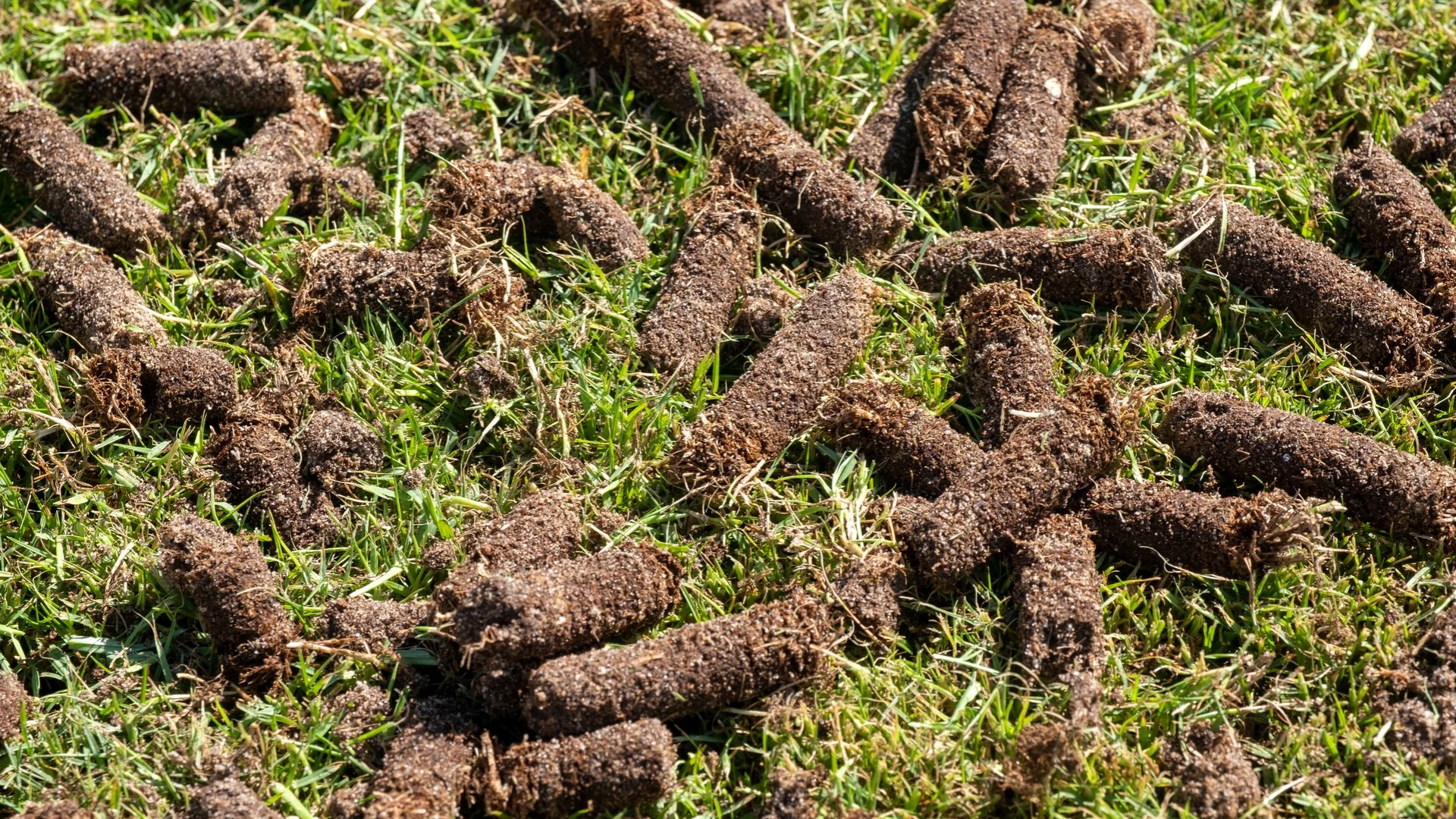 What Leads to Soil Compaction on Lawns?