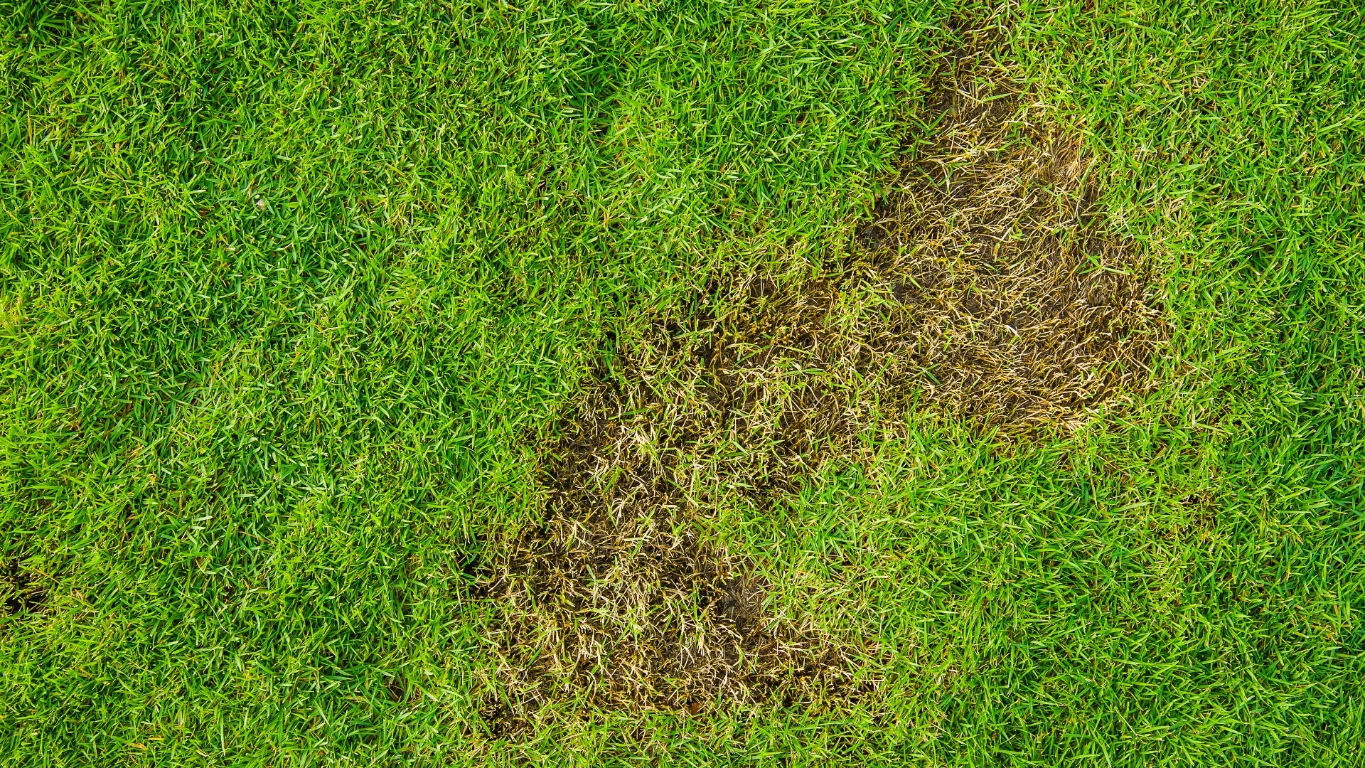 How to Help Your Lawn Recover From Grub Damage
