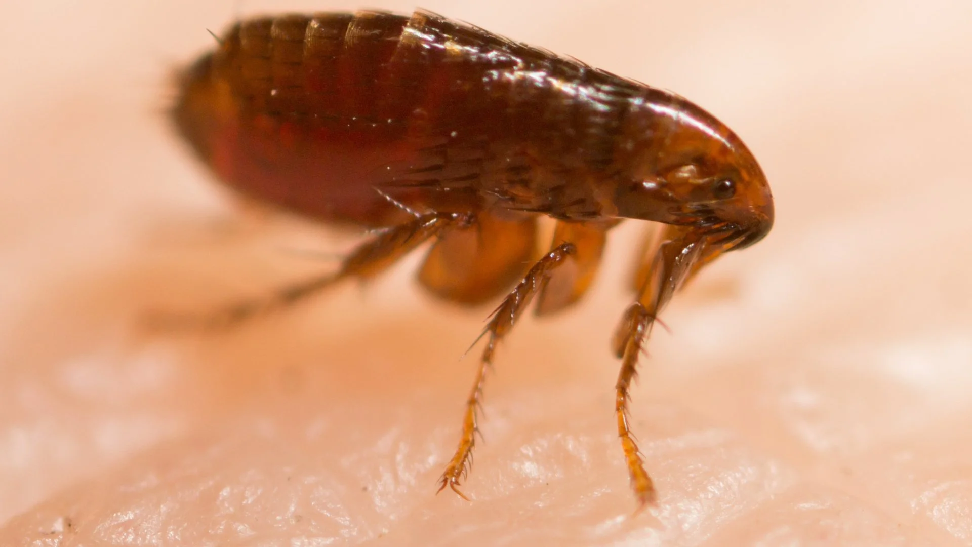 What Are the Signs of a Flea Infestation?