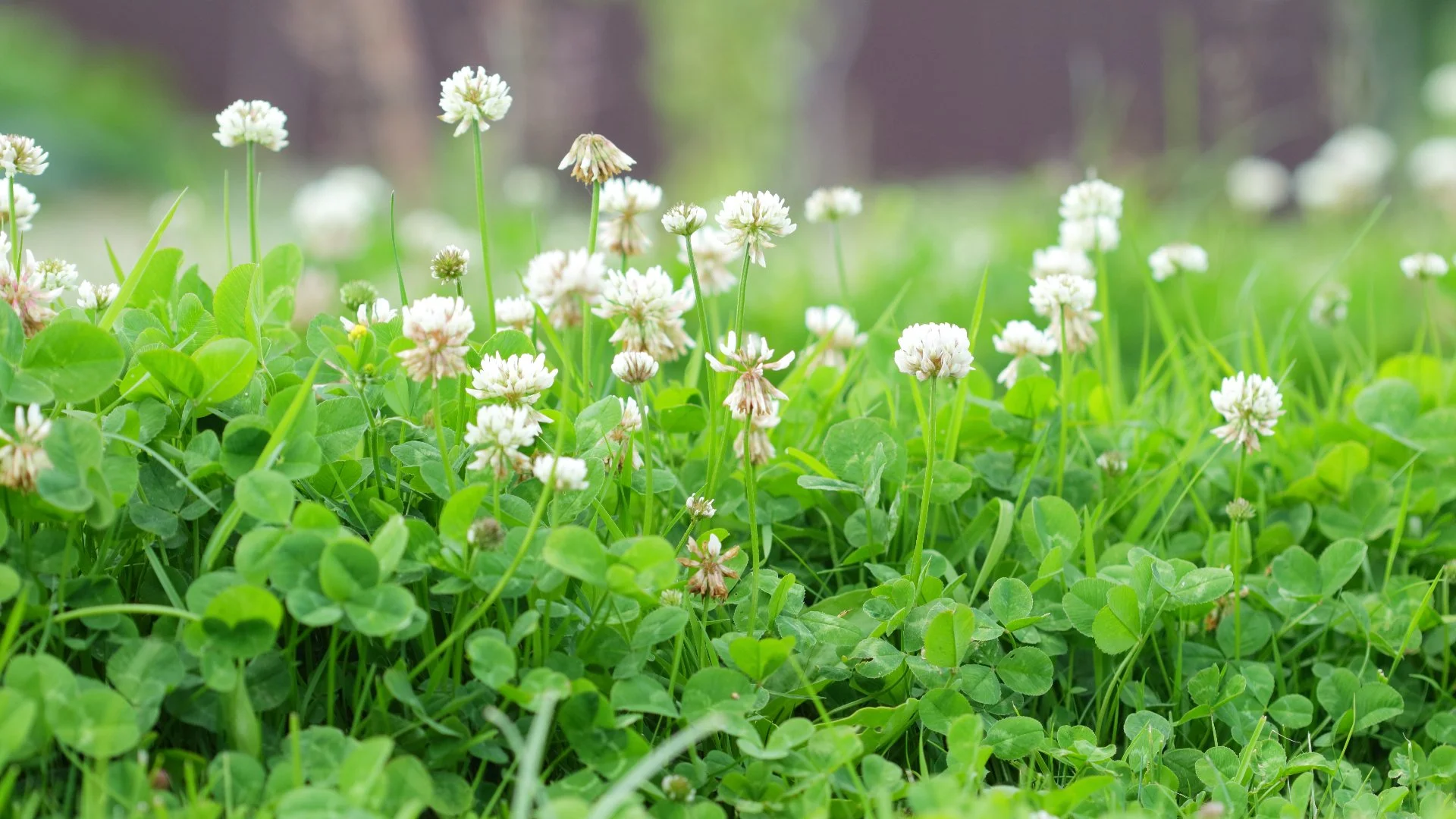 Pre-Emergent Weed Control Is a Must for Your Lawn in the Spring!