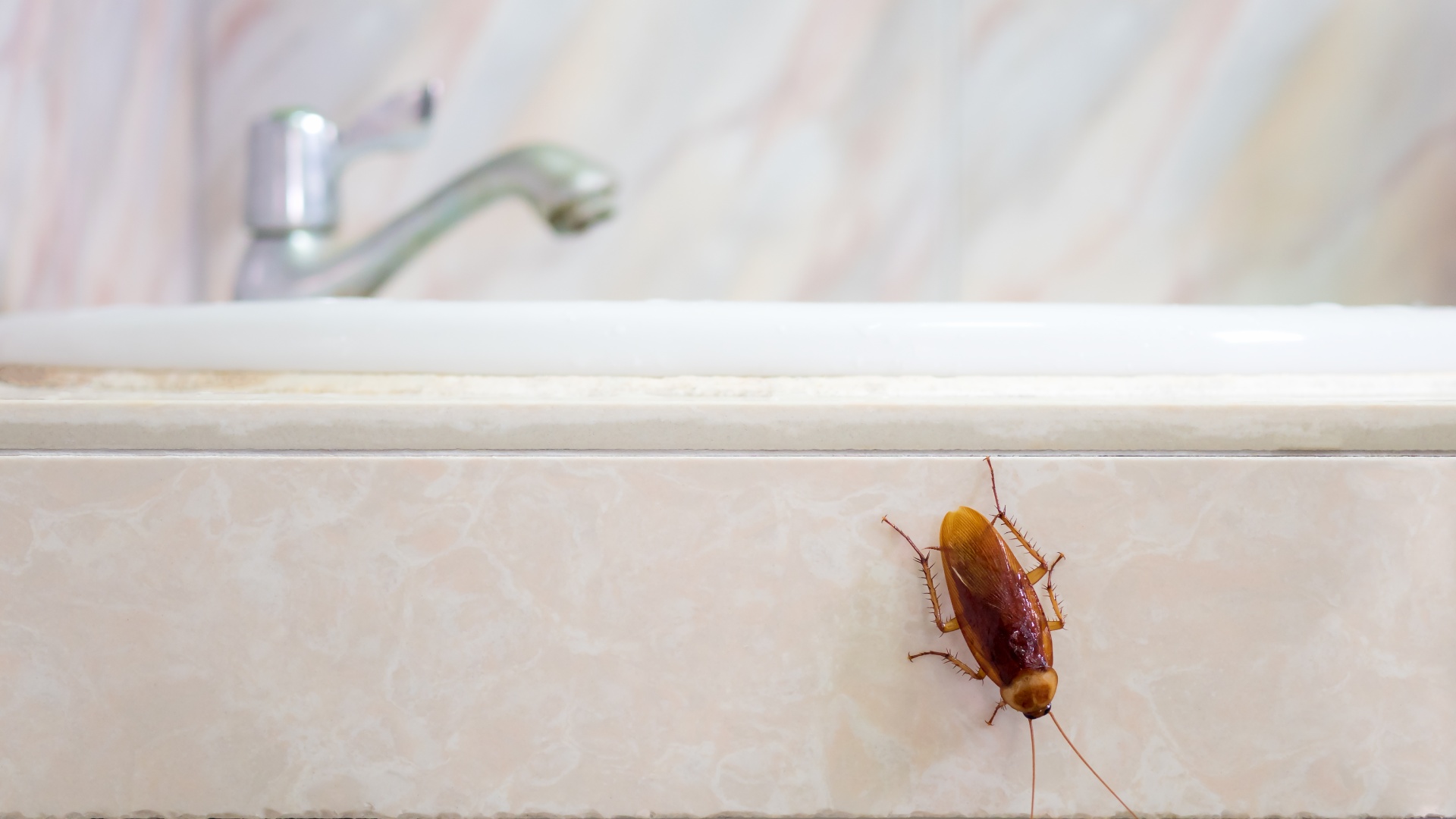 4 Ways to Keep Cockroaches Out of Your Home