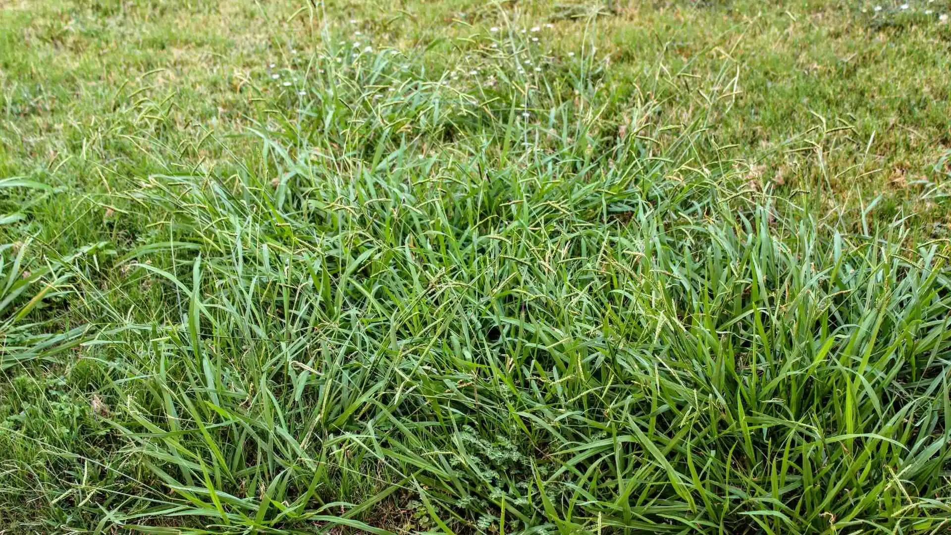 The Best Way to Prevent Crabgrass From Establishing Itself in Your Lawn