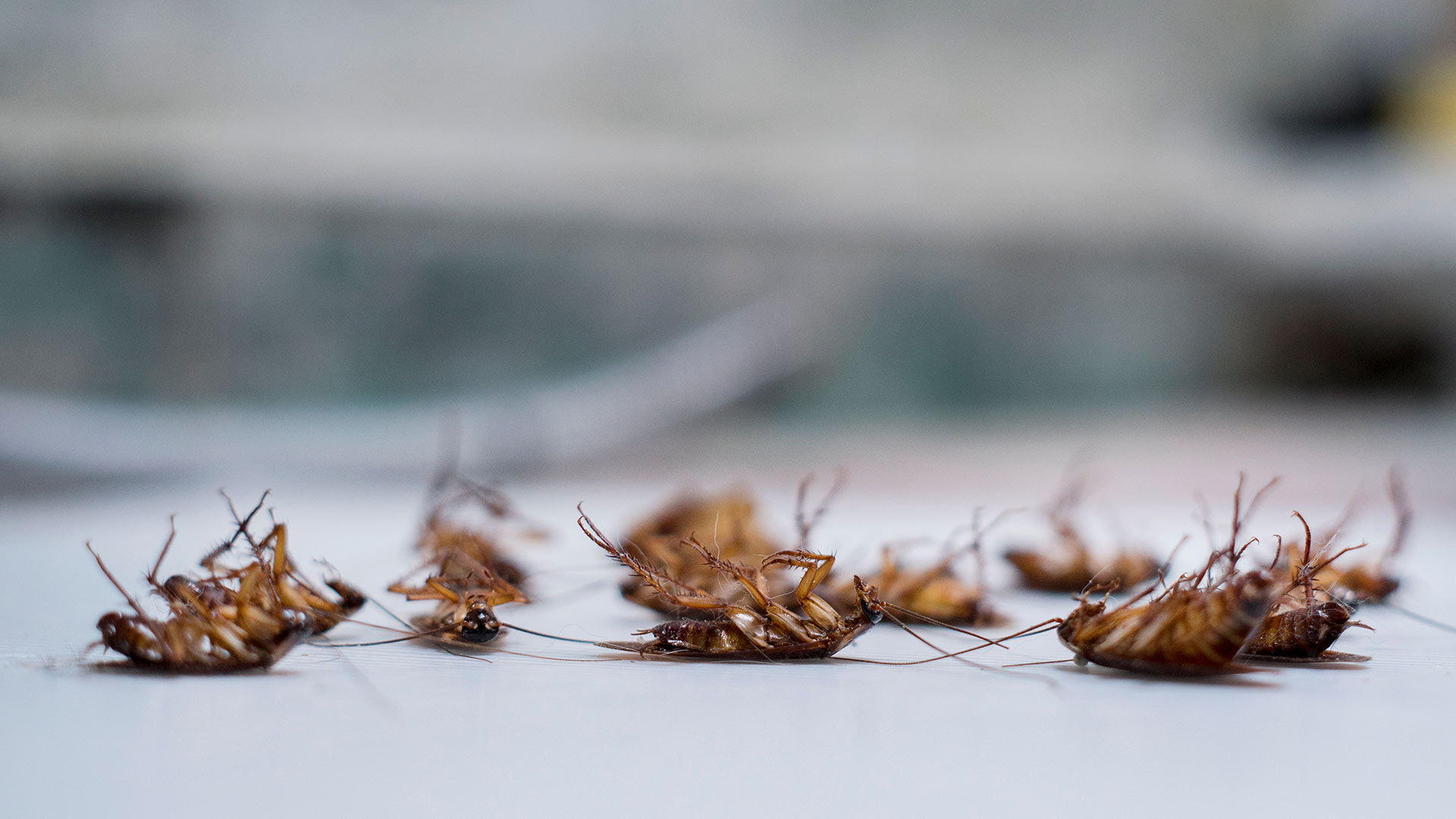 3 Reasons You Should Skip DIY Perimeter Pest Control & Hire Pros Instead
