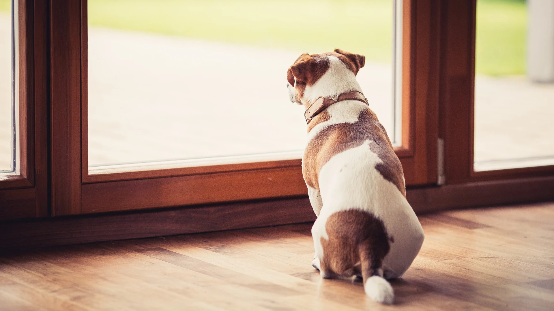 When Can You Let Your Pet on the Lawn After a Fertilization Treatment?
