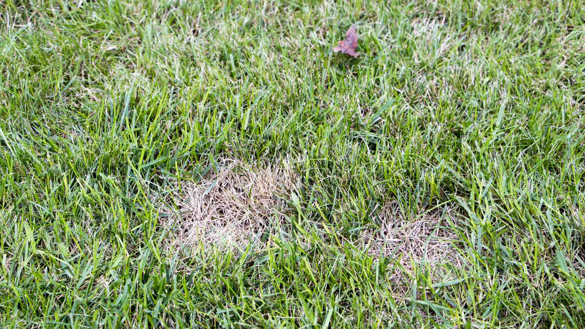 4 Lawn Diseases to Watch Out for in Michigan
