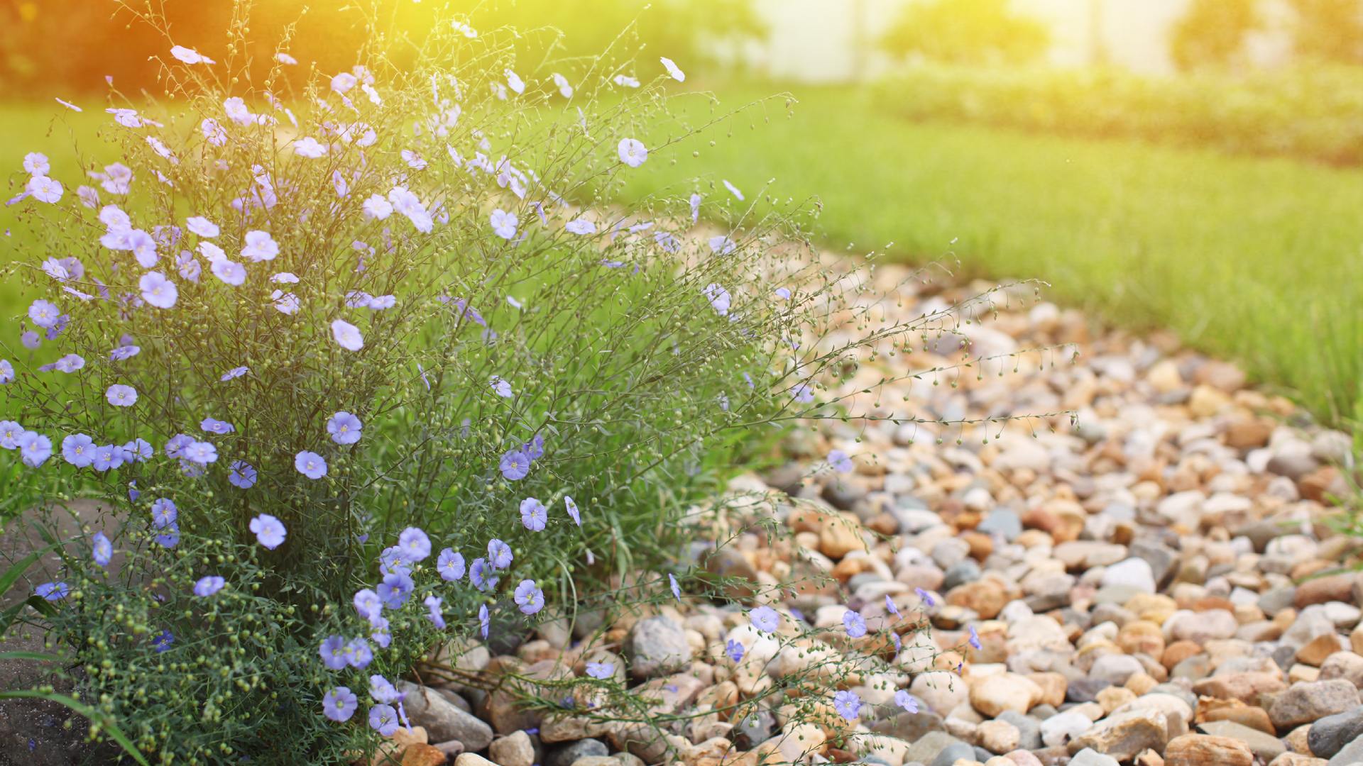 Drainage Solutions: Should You Install a Dry Creek Bed or a French Drain?