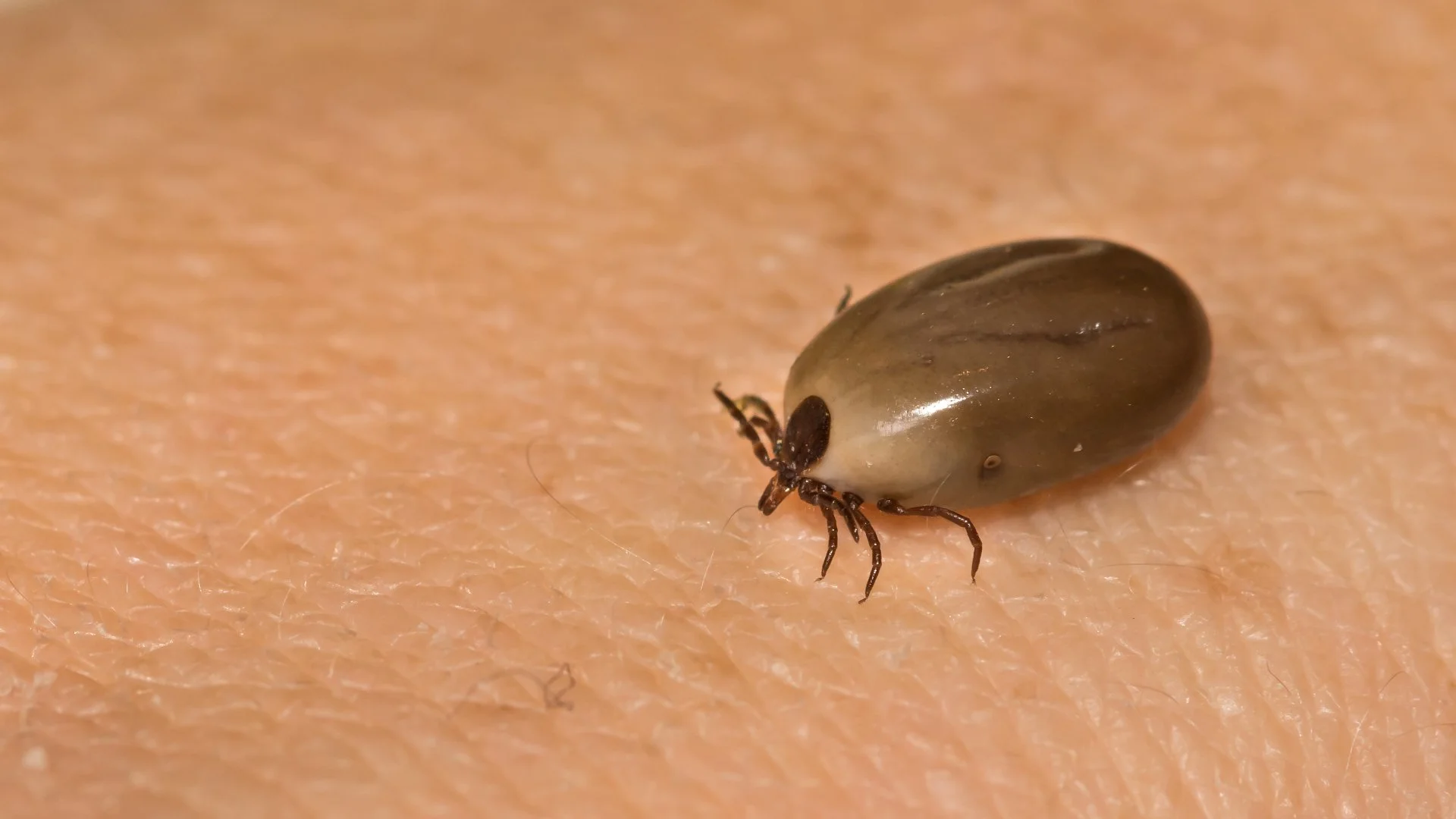 Protect Yourself From Ticks During the Warm Months by Doing These Things