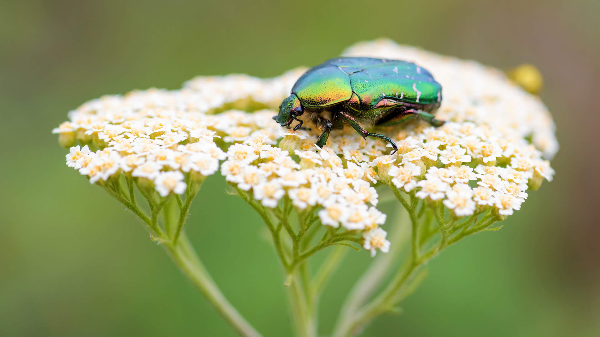 A European chafer beetle on top of a flower near Shelby, MI.
