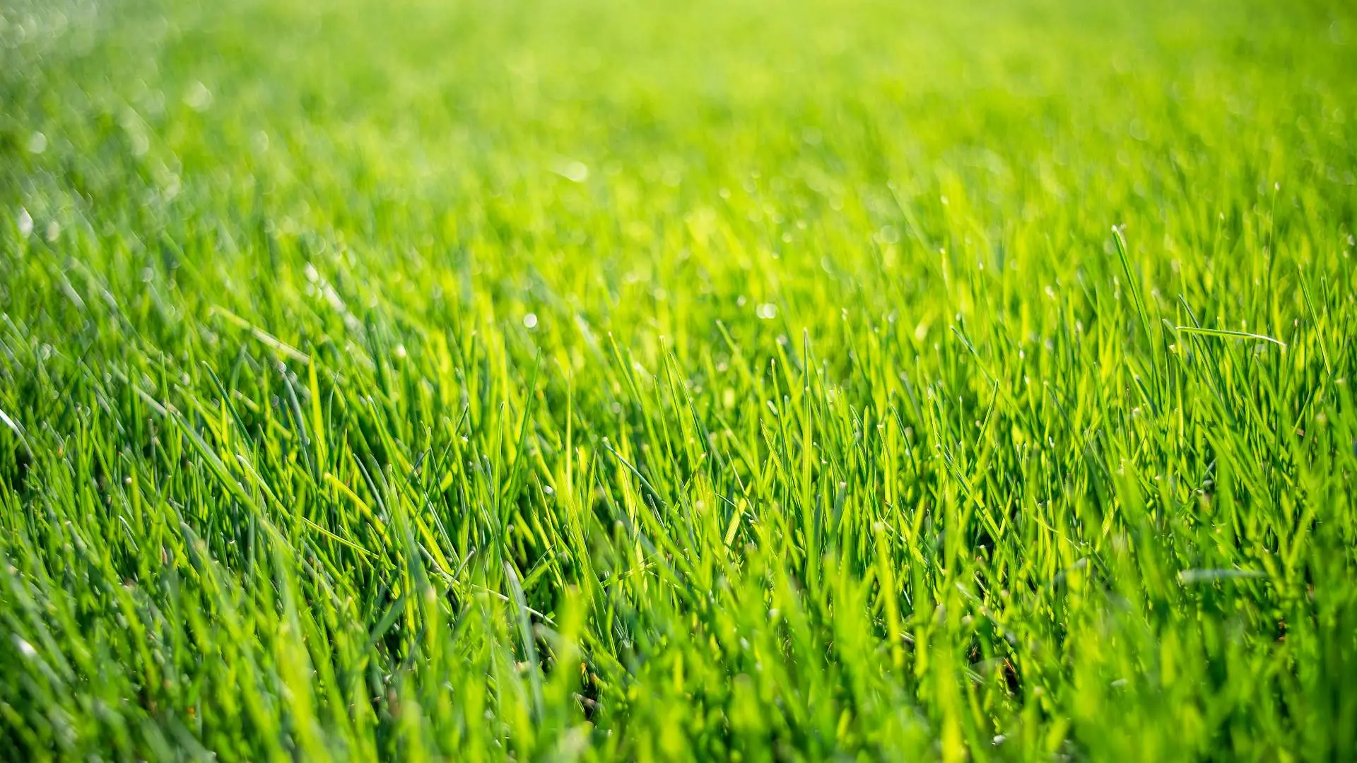 Is Granular or Liquid Fertilizer Better for Lawns in Michigan?
