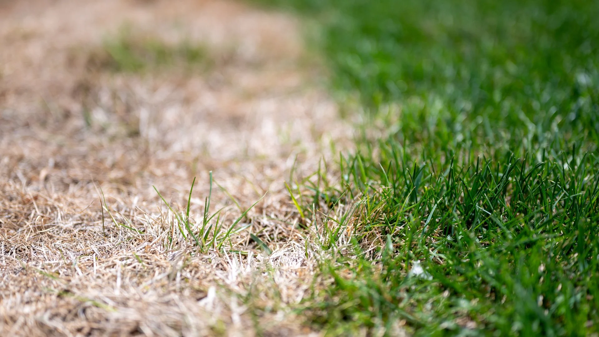 Too Much Fertilizer Can Be a Bad Thing - Don’t Overfertilize Your Lawn!