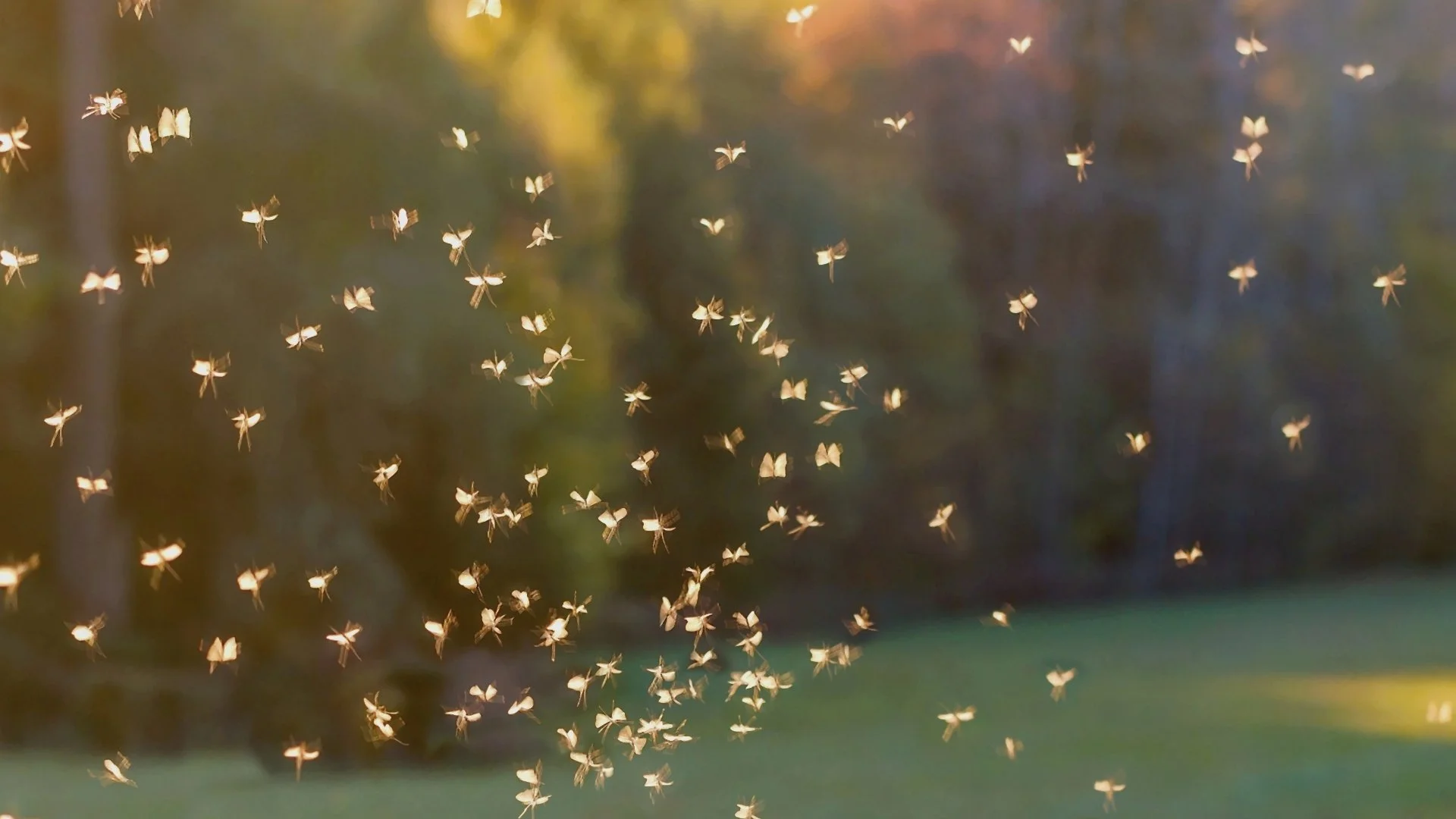 Is Spraying Your Yard for Mosquitoes Worth It?