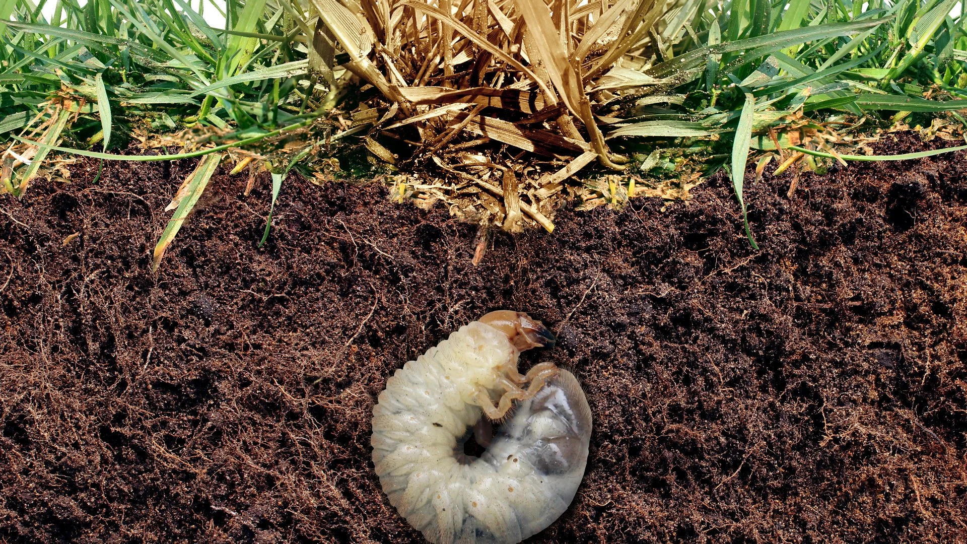 What Makes Your Lawn Attractive to Grubs?