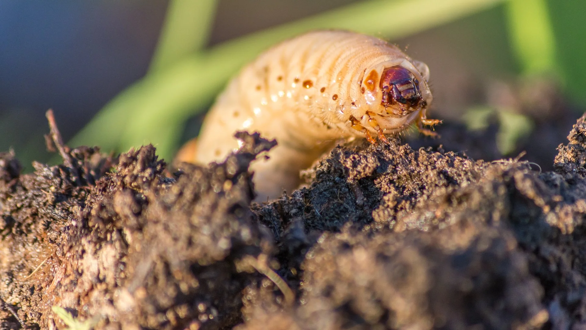 Will Grubs Eventually Go Away on Their Own?