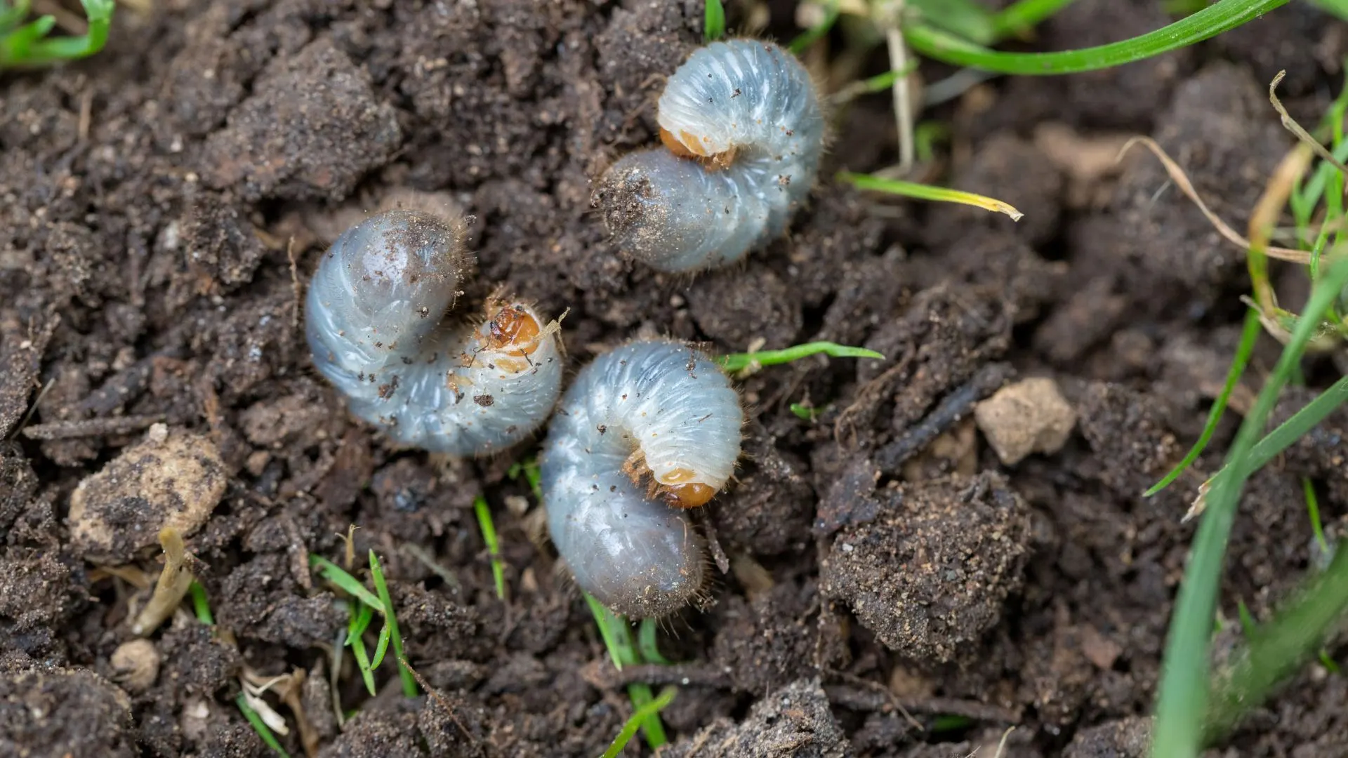 Here's Why Skipping Preventative Grub Control This Year is a Big Mistake