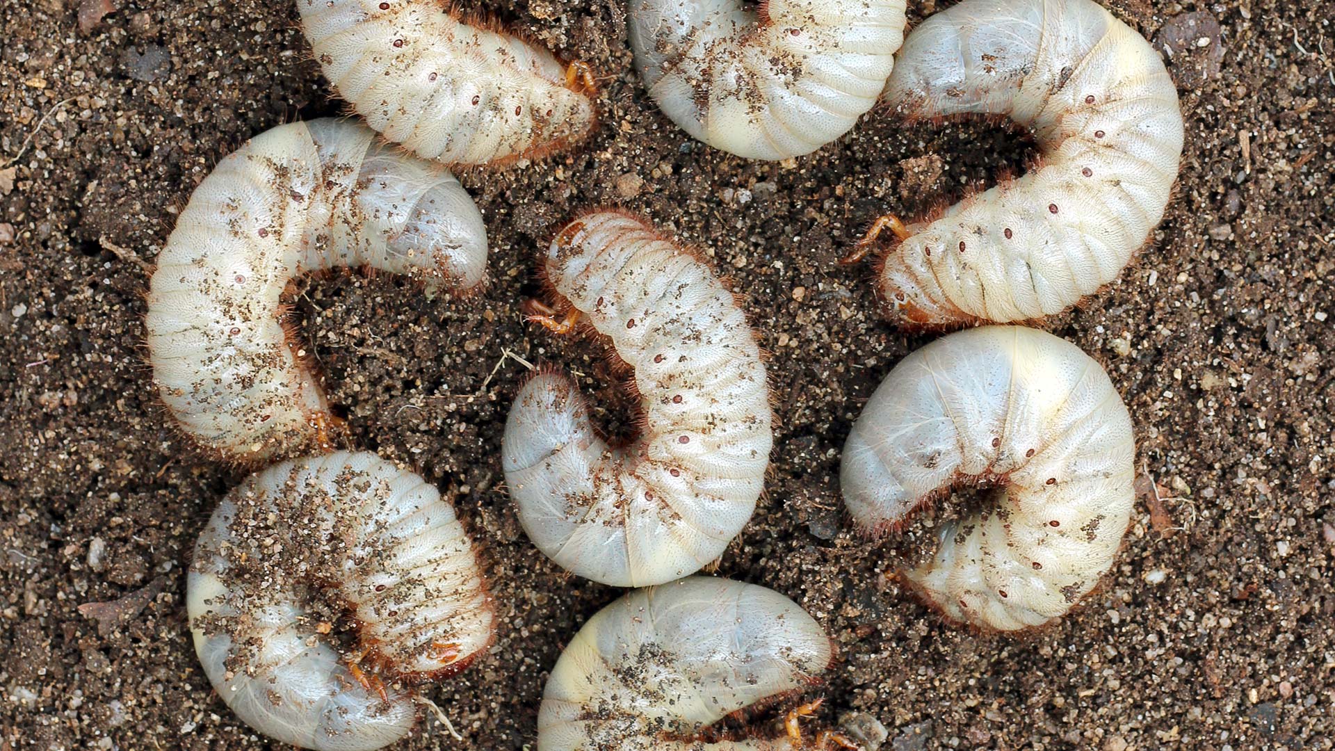 3 Signs Your Lawn is a Victim to Grubs