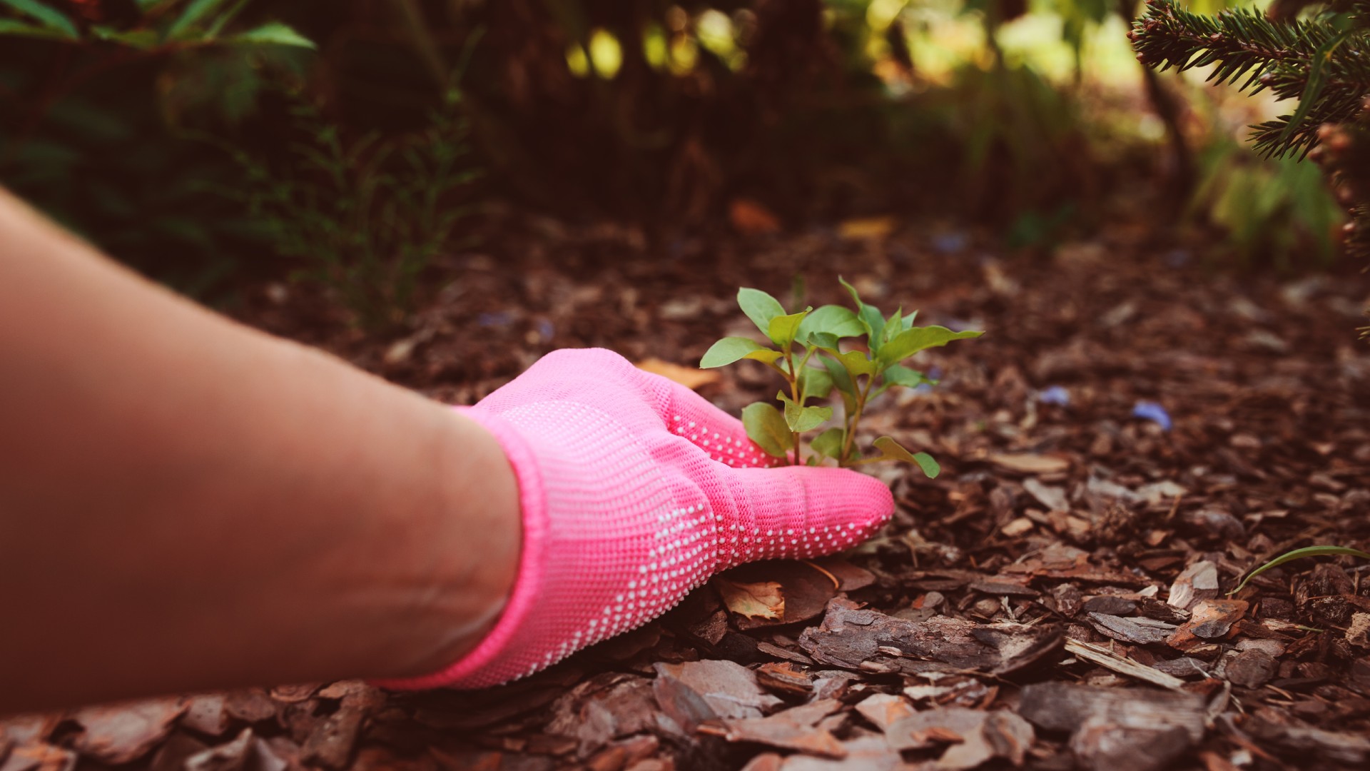 3 Methods for Keeping Weeds Out of Your Landscape Beds