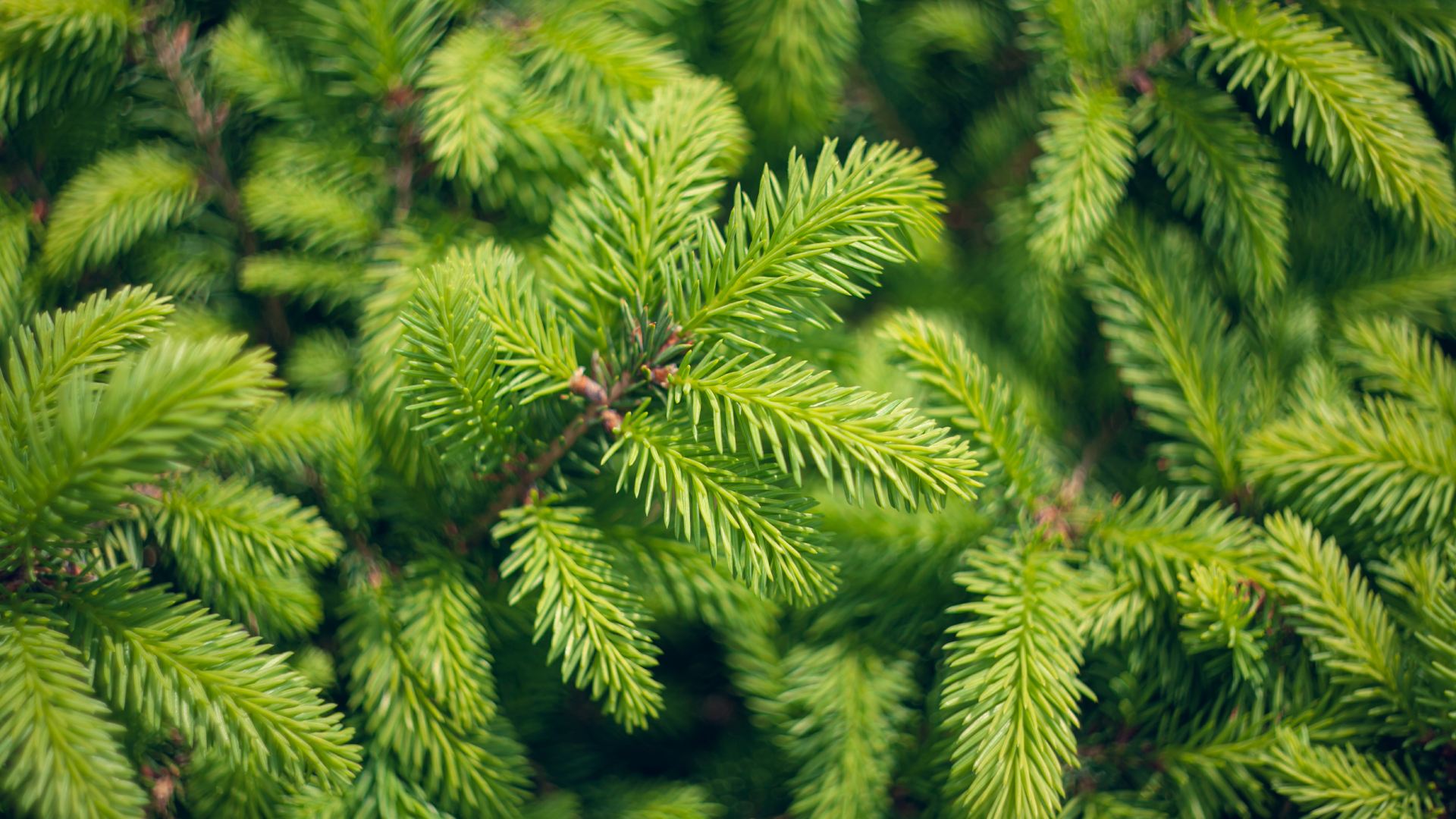 needle blight spruce trees