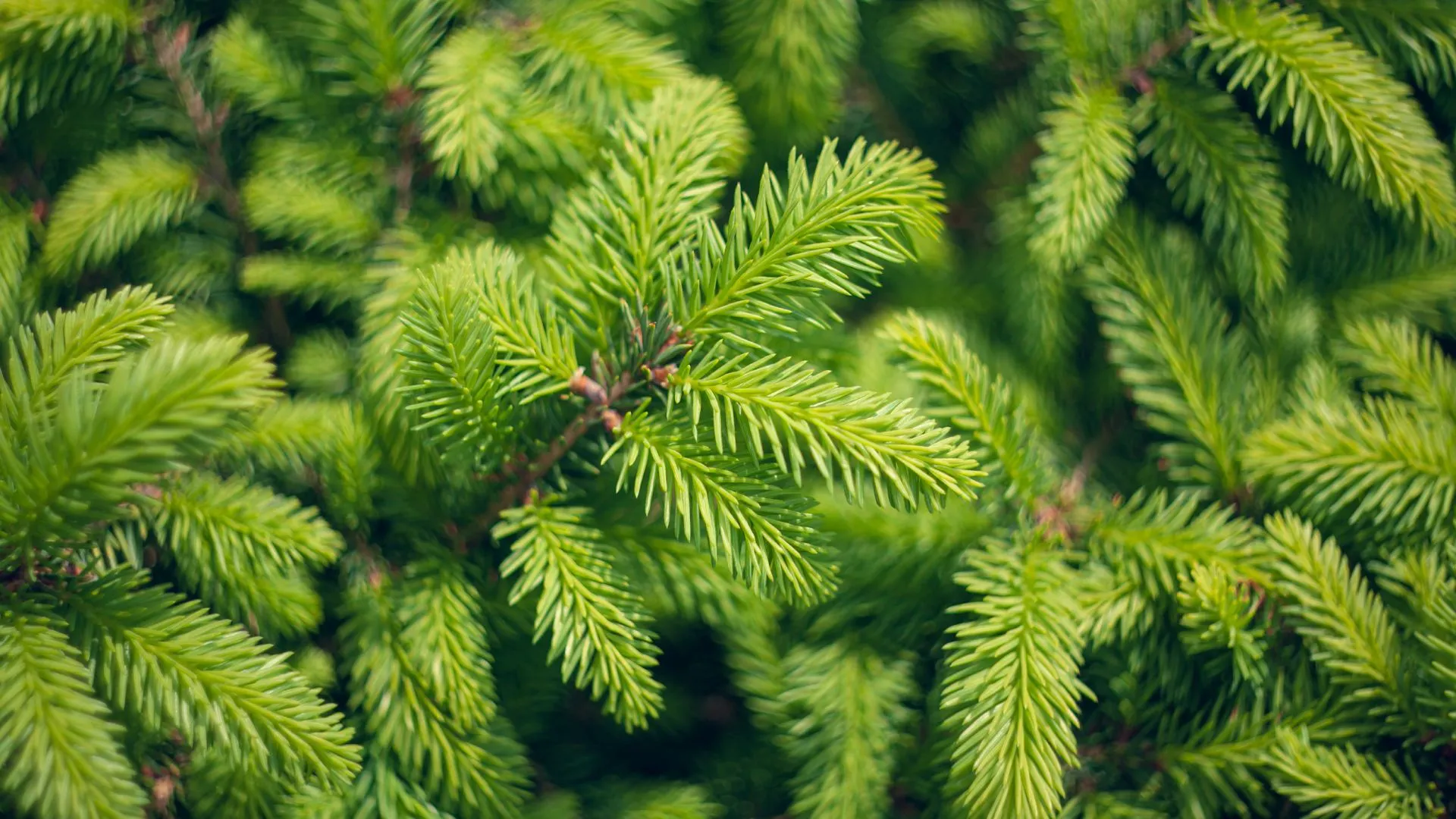 Is Your Spruce Tree Suffering From Needle Cast Disease?