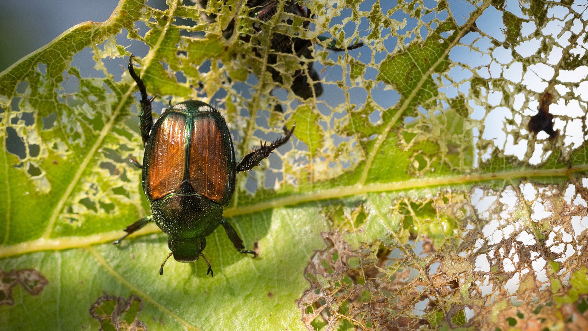 Save Your Trees From Japanese Beetles by Stopping Them at the Source