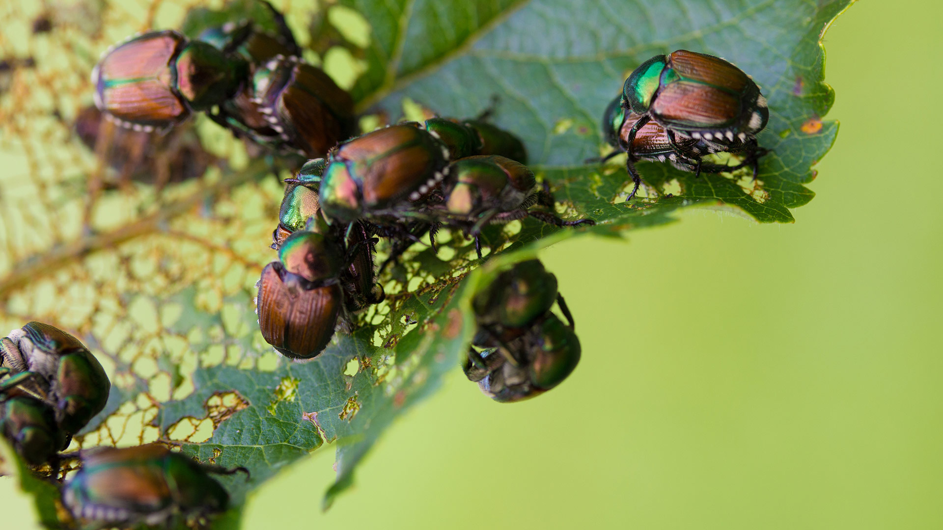 Group of japanese beetles eating lawn leaves in St. Clair Shores, MI.