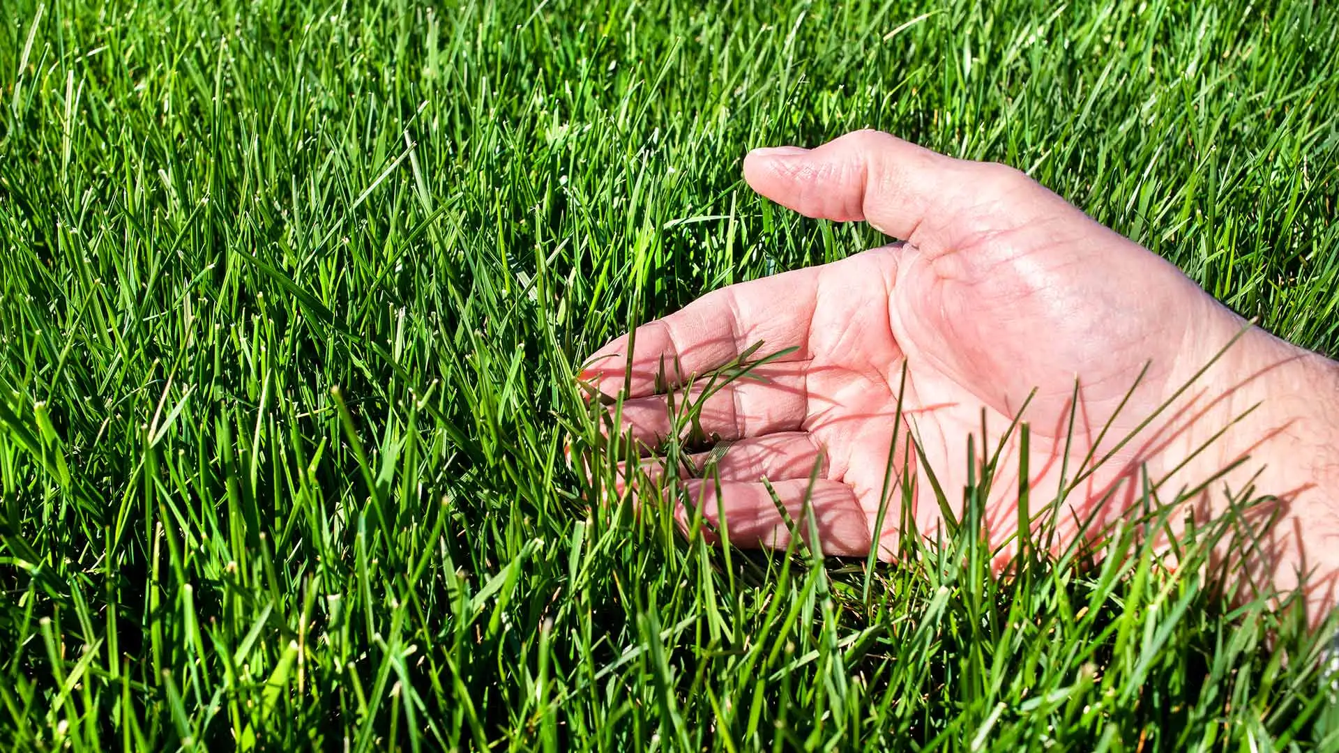 Grass or Lawn Weeds - How to Identify the Grassy Weeds in Your Lawn