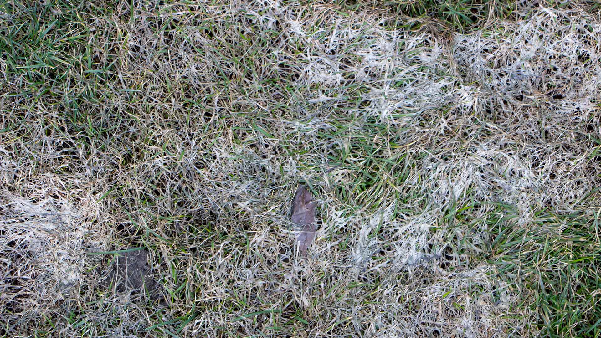 Lawn disease causing ashy colored grass blades near Chesterfield, MI.
