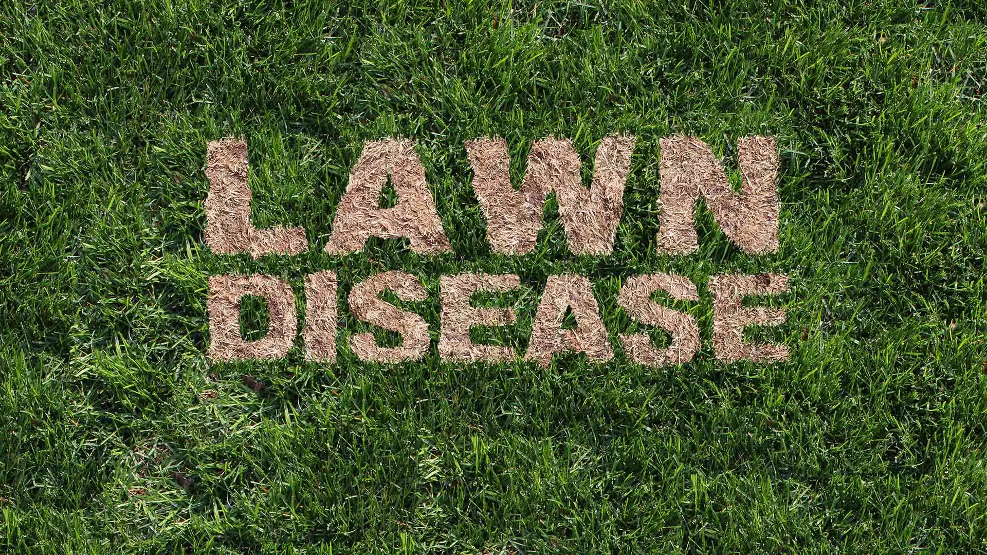 Lawn Care Services That Will Help Your Lawn Bounce Back From a Lawn Disease