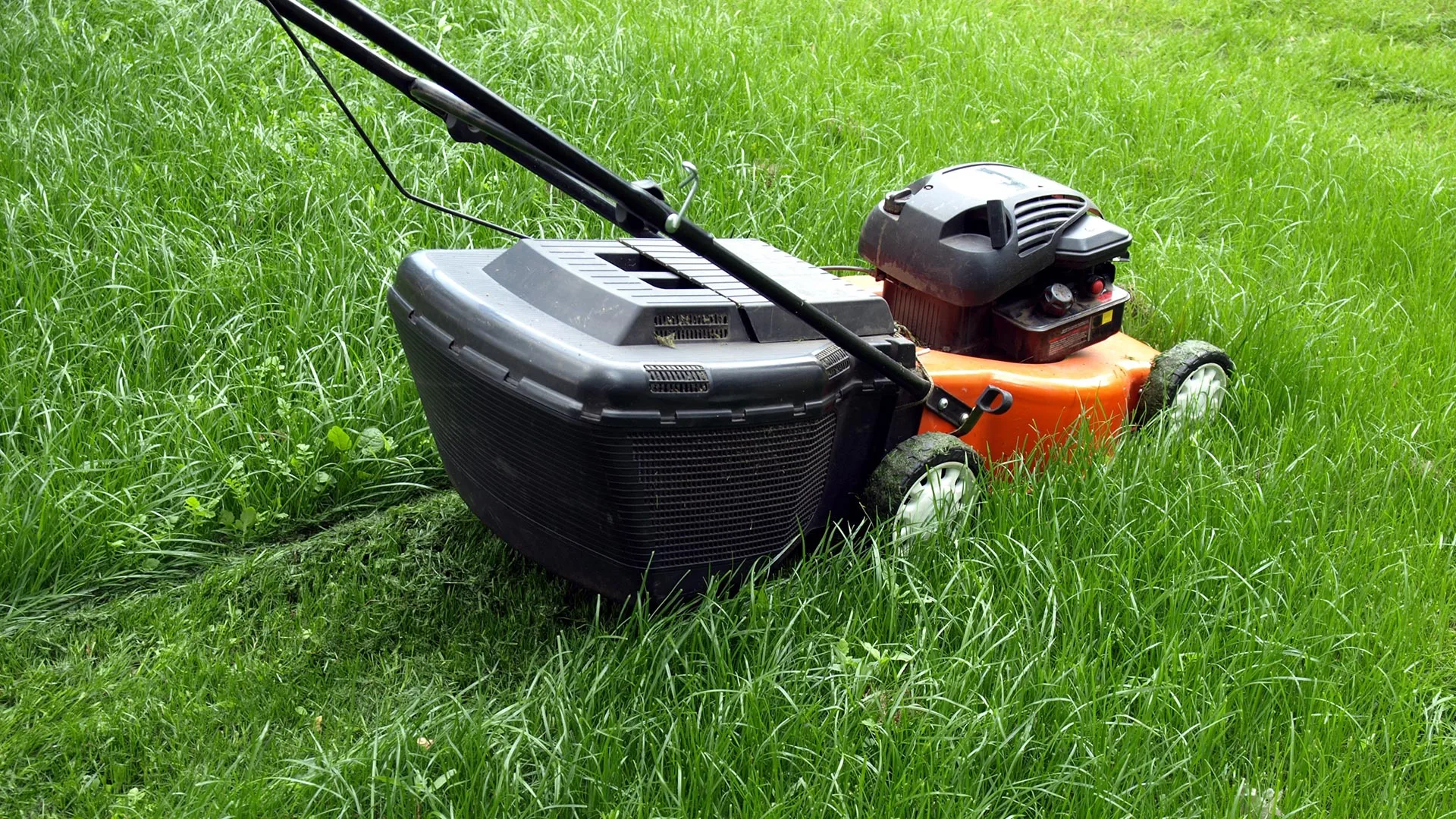 Why Should My Lawn be Mowed Every Week in Michigan?