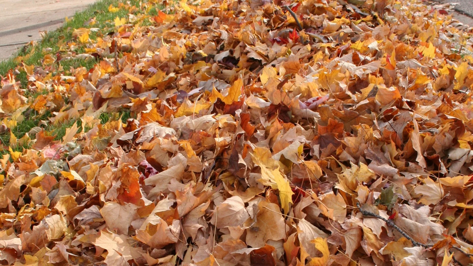 Should You Continuously Clean Up Leaves or Wait & Do It All at Once?