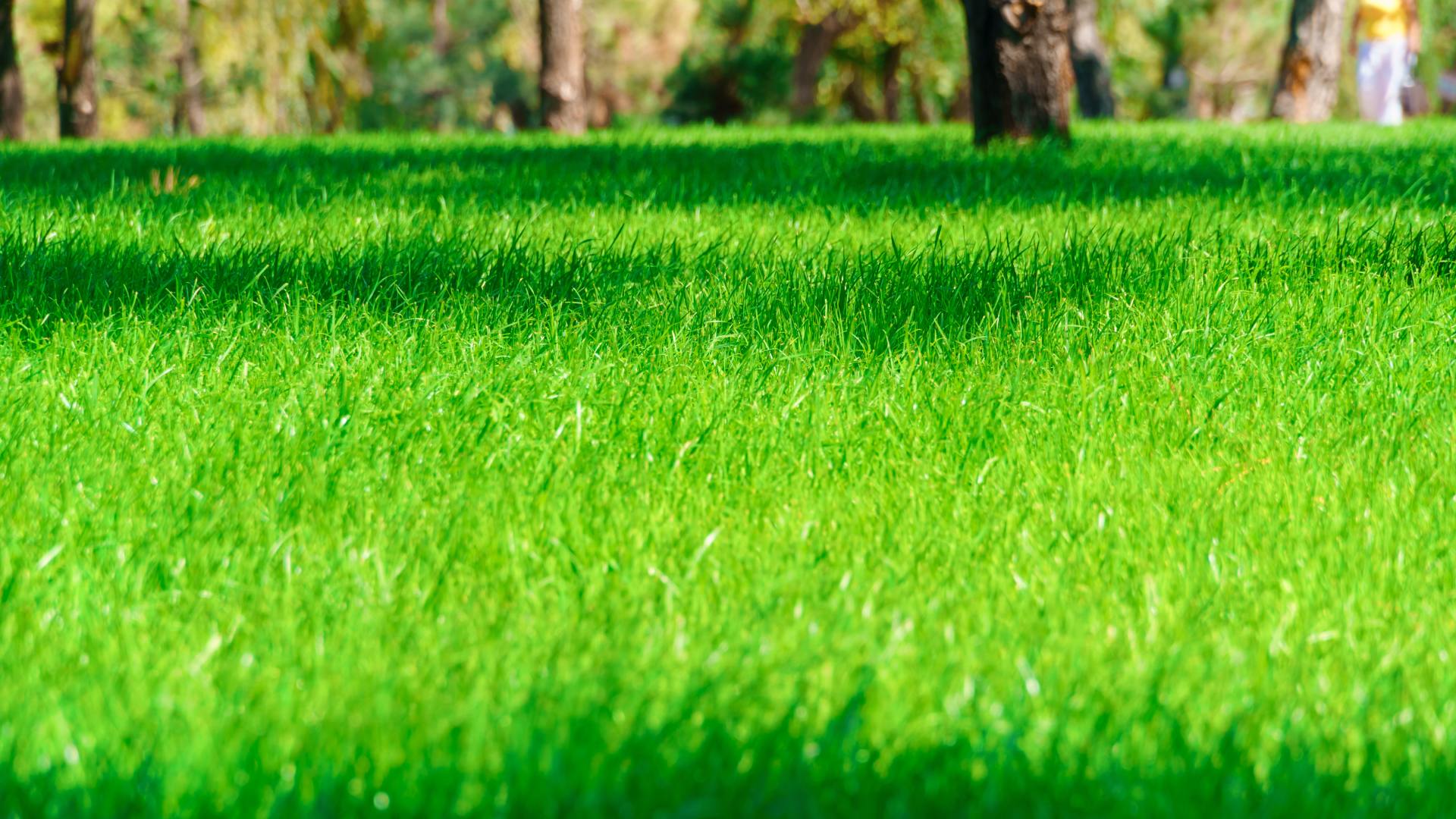 Potassium - One of the Most Important Ingredients in Lawn Fertilizer