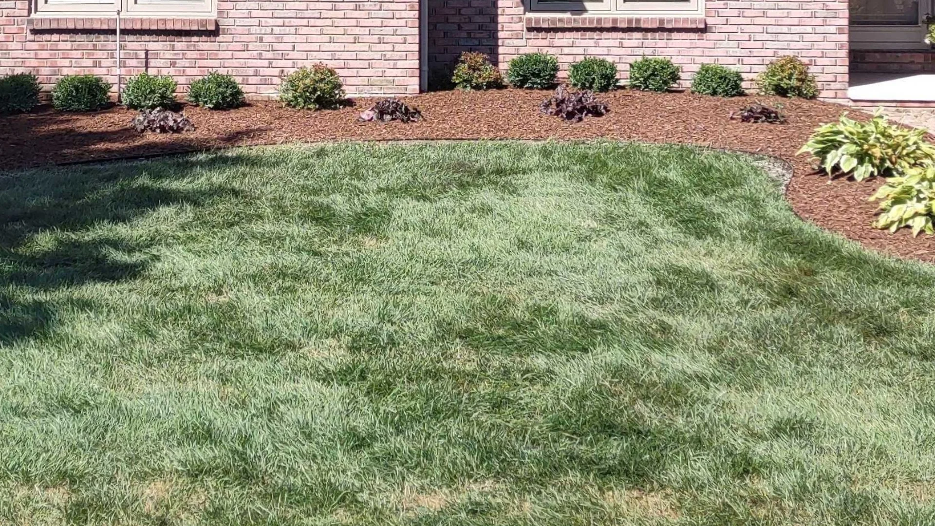 Overseeding: What Is It & What Does It Do for Your Lawn?