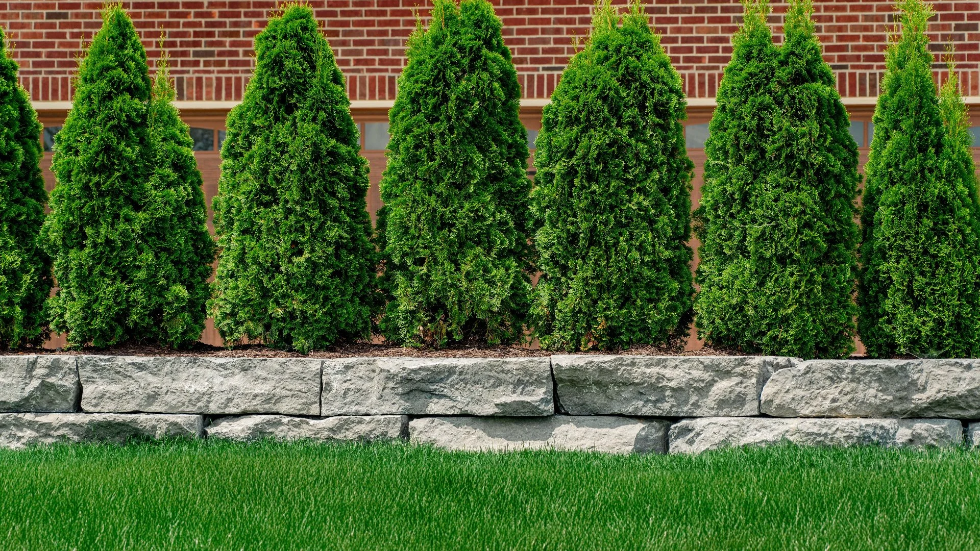 Beautiful dense green hedges in Waldenburg, MI.