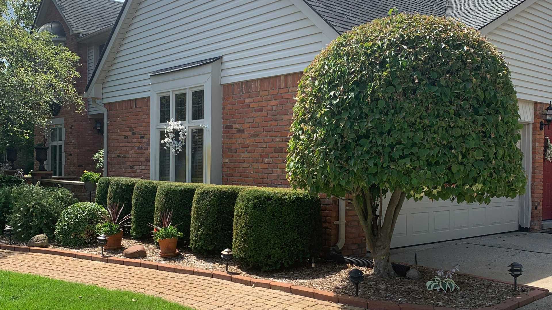 Maintained shrubs in landscape bed for home front in Harrison Township, MI.