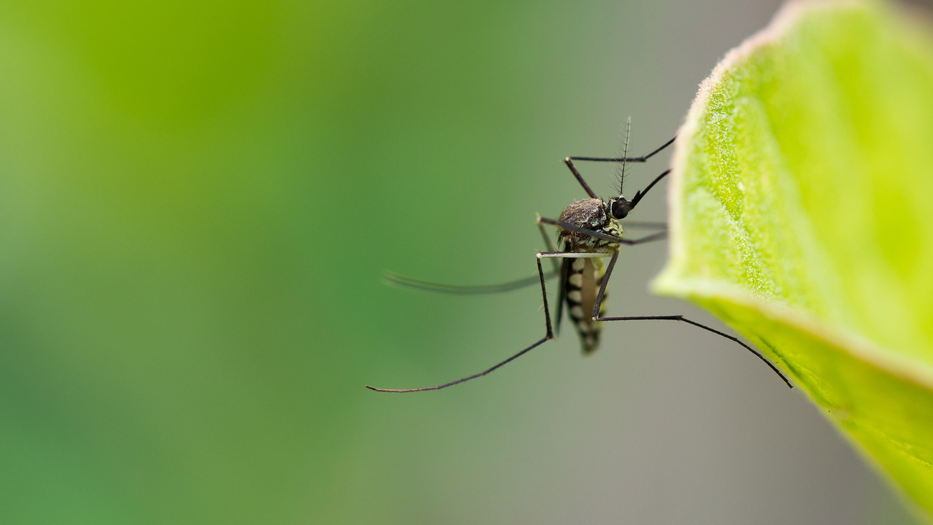 4 Ways to Reduce the Number of Mosquitoes Swarming Your Property