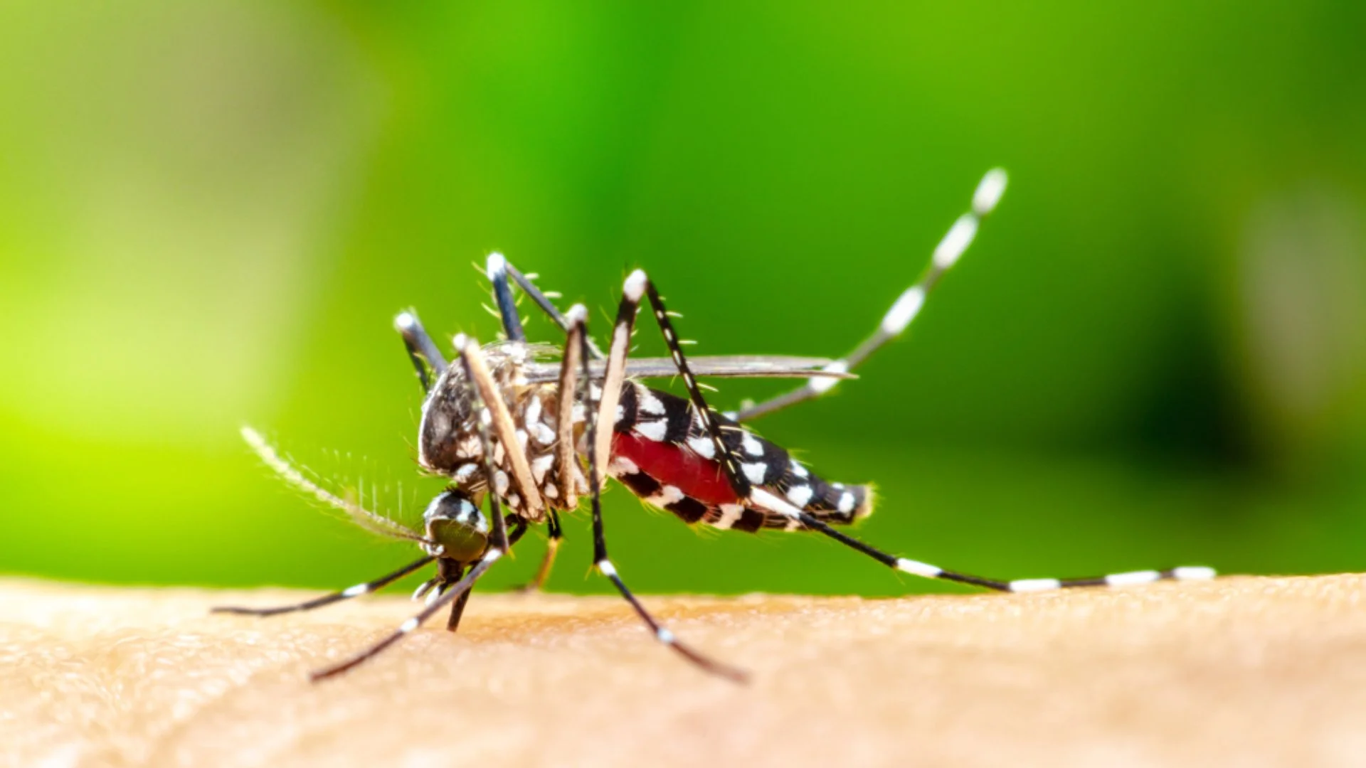 What to Know About Mosquito Harborage Areas
