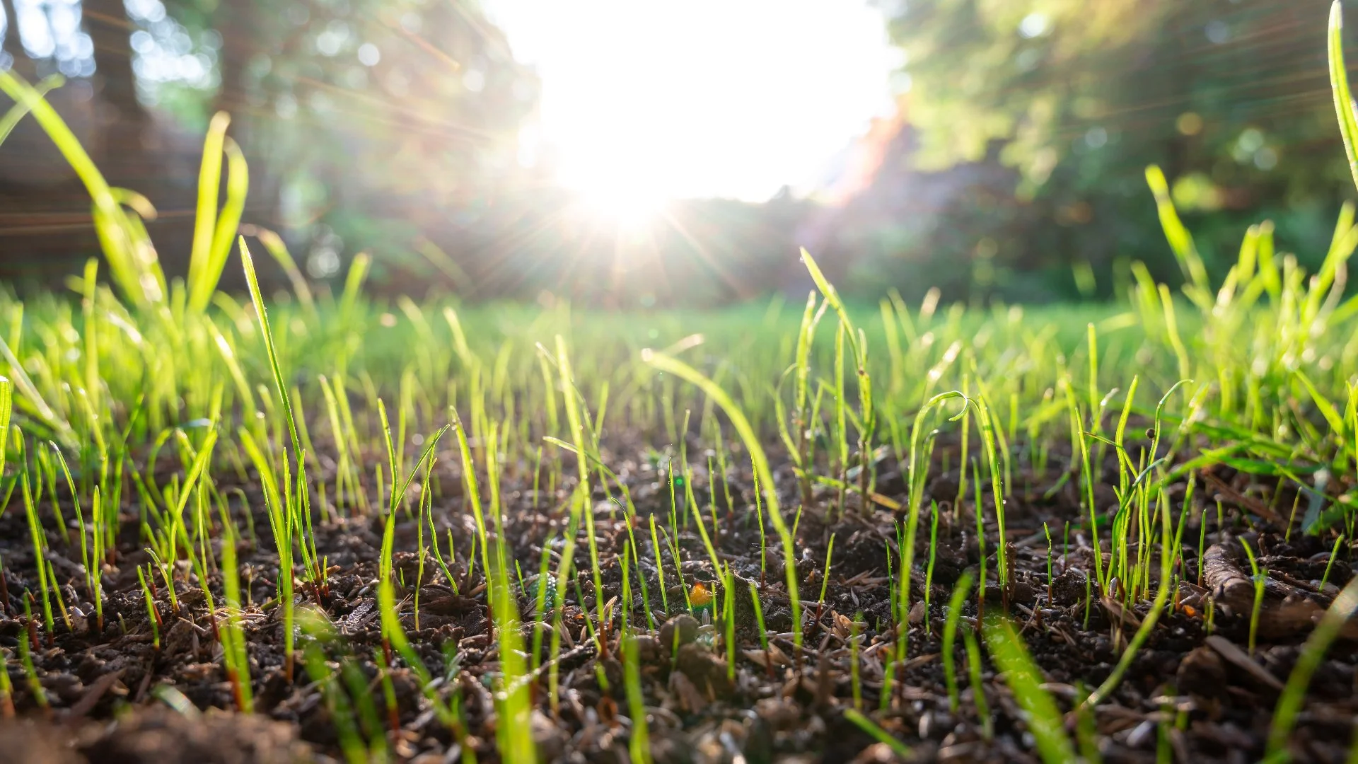 How Soon Can You Mow Your Lawn After Overseeding?