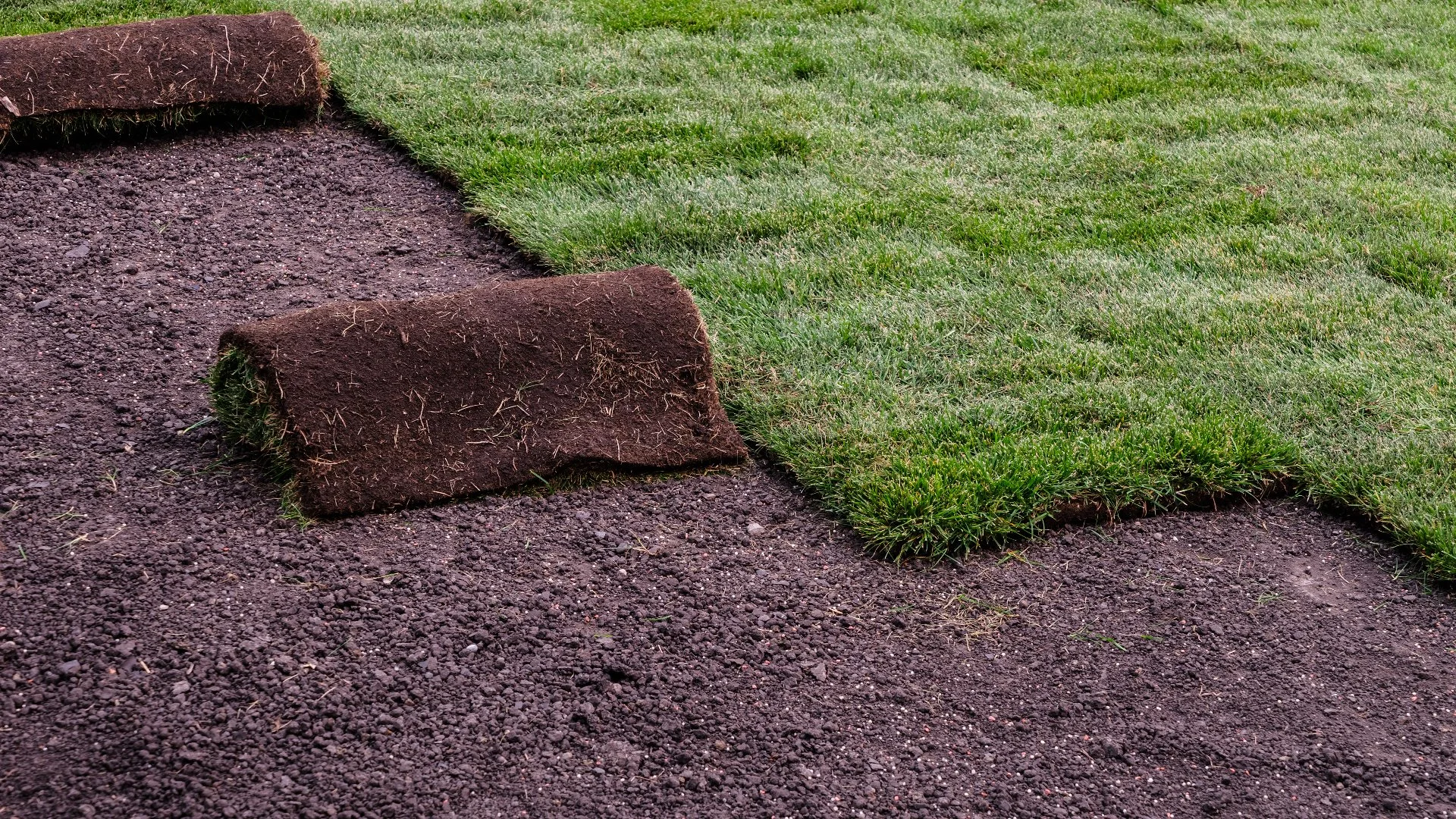 Does It Take a While for Sod to Grow Roots?