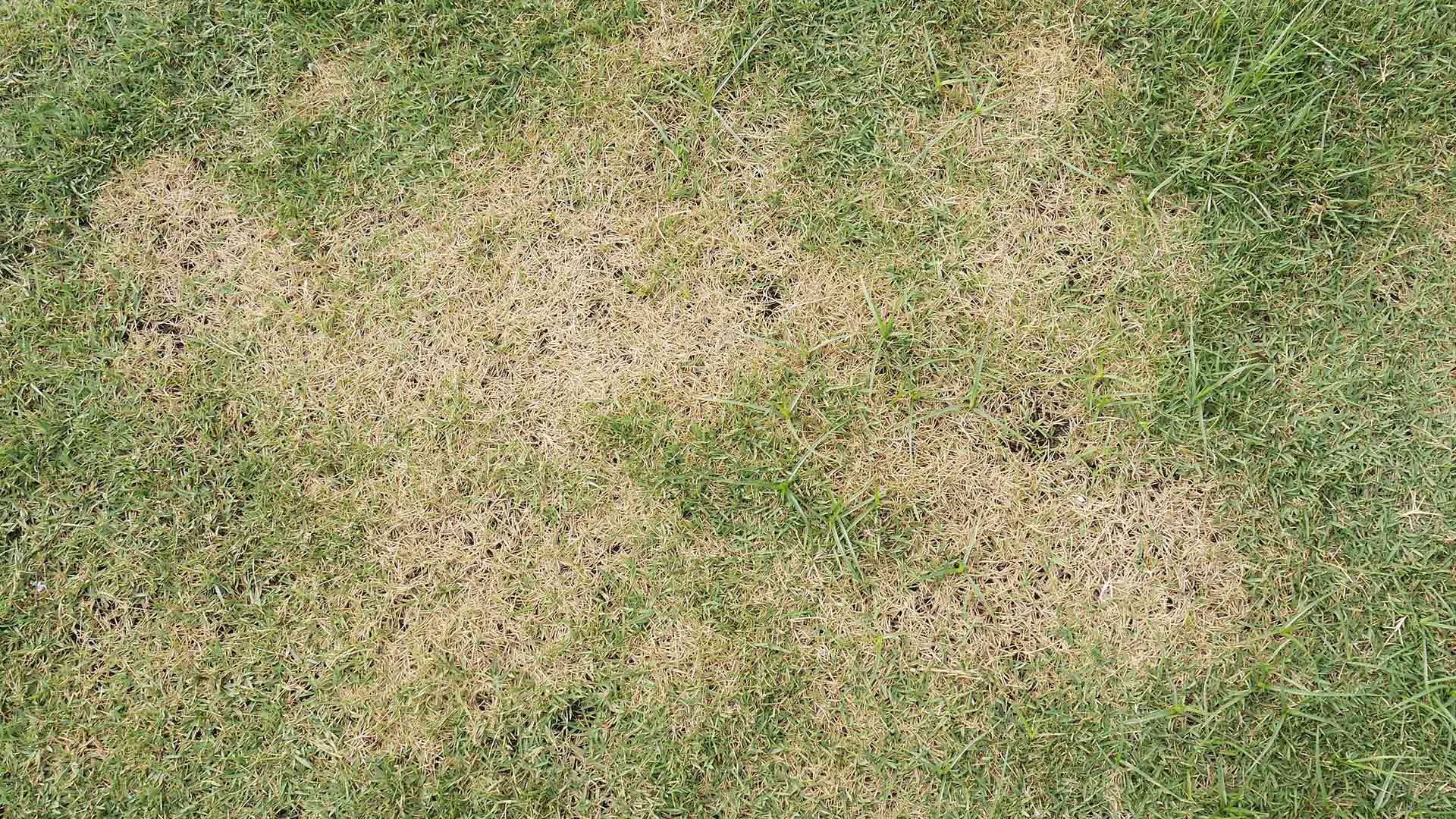 Patchy lawn caused by sod webworms near Rochester Hills, MI.